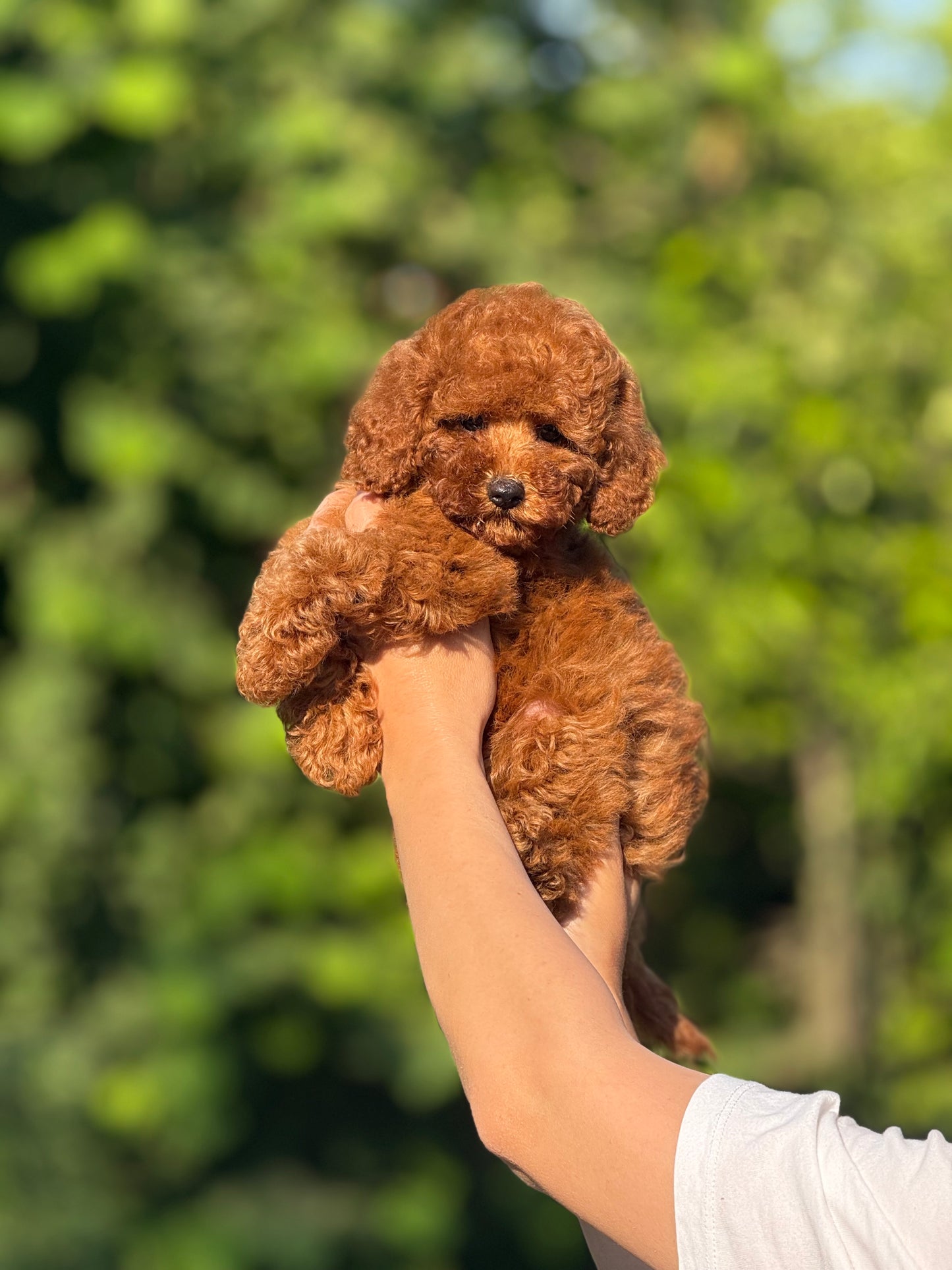 Toy poodle
