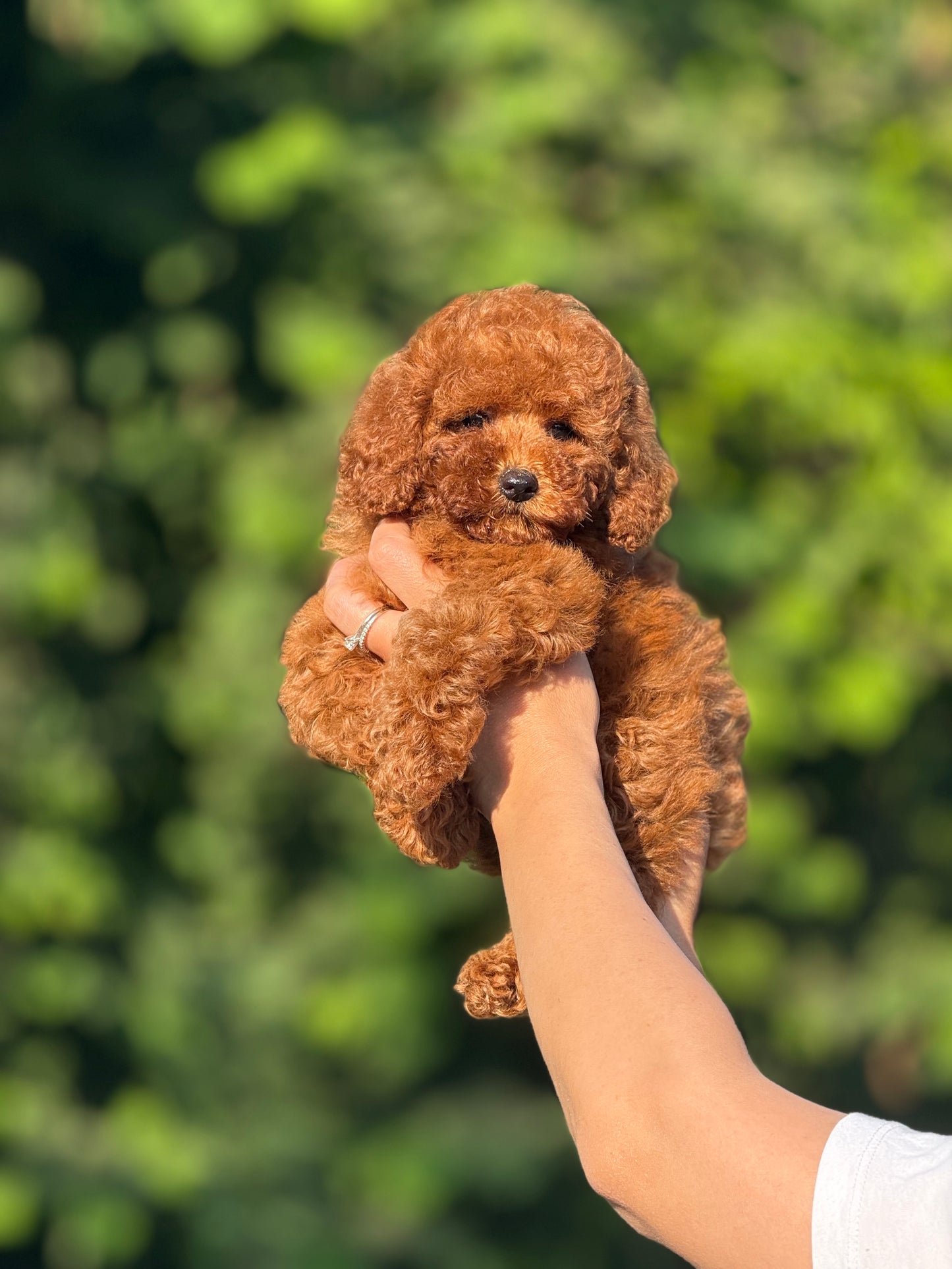 Toy poodle