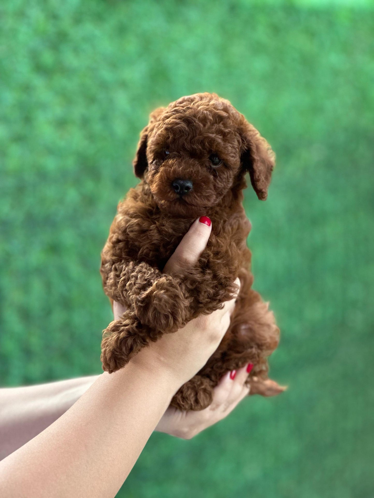 Teacup toypoodle
