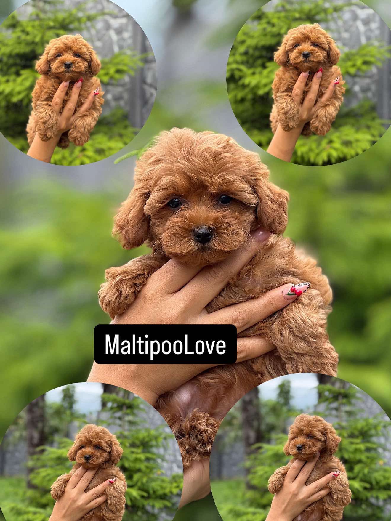 Teacup Maltipoo f2