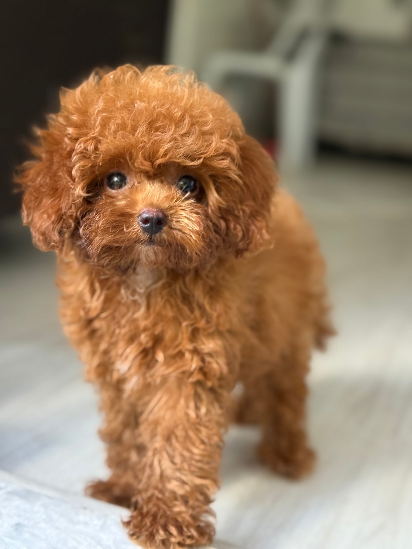 5,5 Aylık Microteacup Korea Poodle – Gerçek Bir Canlı Biblo!