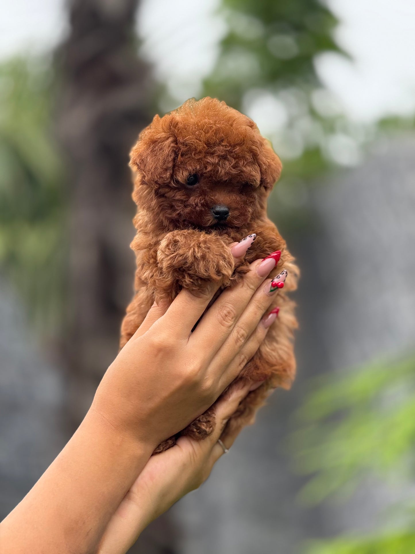 Microteacup Korea Poodle