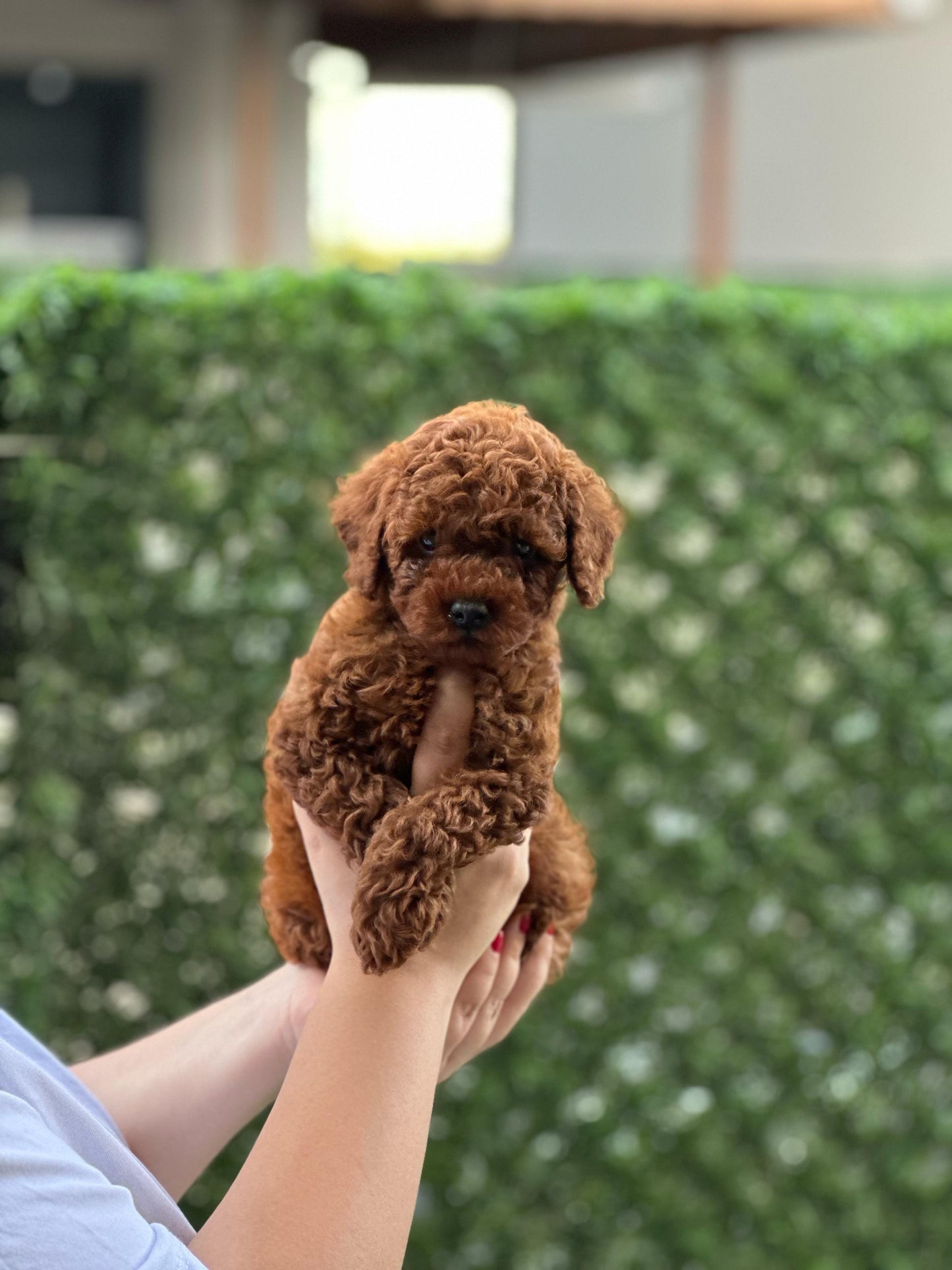 Teacup toypoodle
