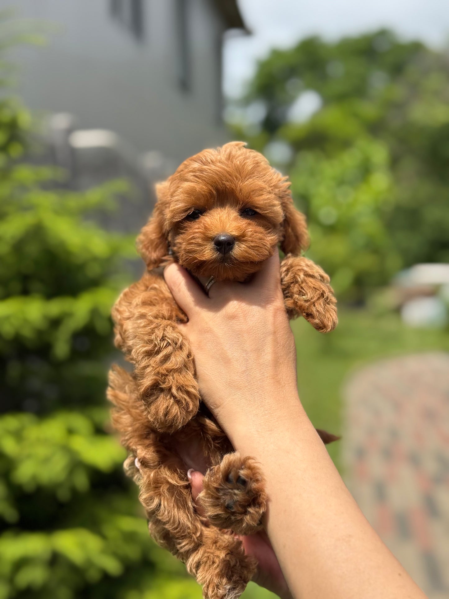 Teacup Maltipoo f2