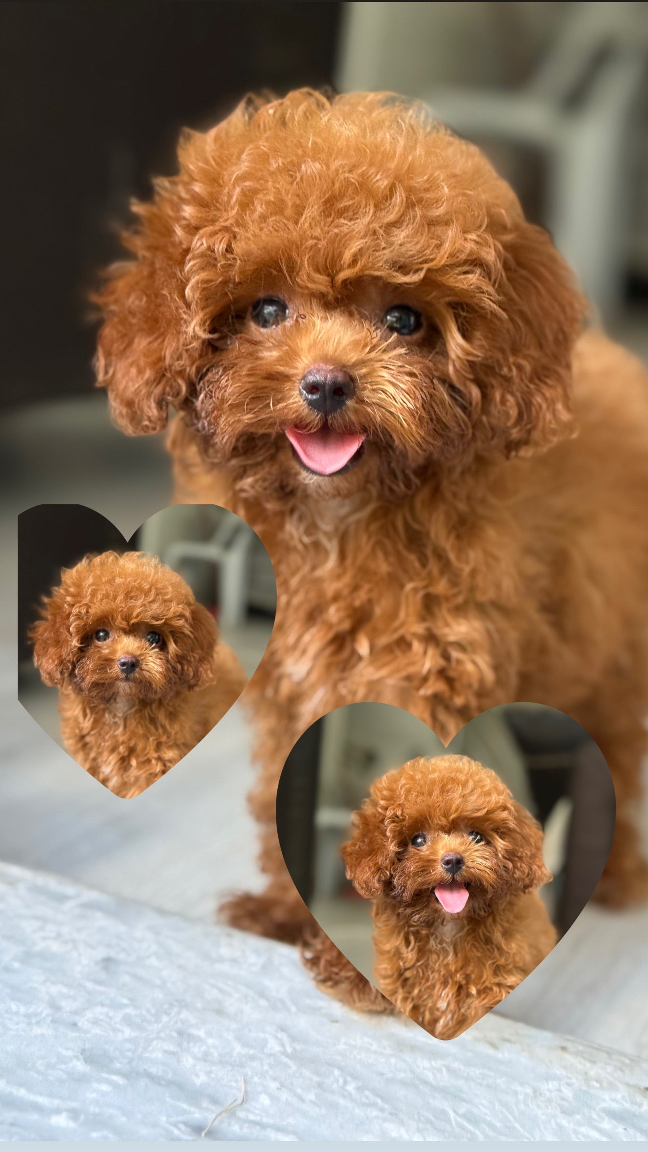 5,5 Aylık Microteacup Korea Poodle – Gerçek Bir Canlı Biblo!