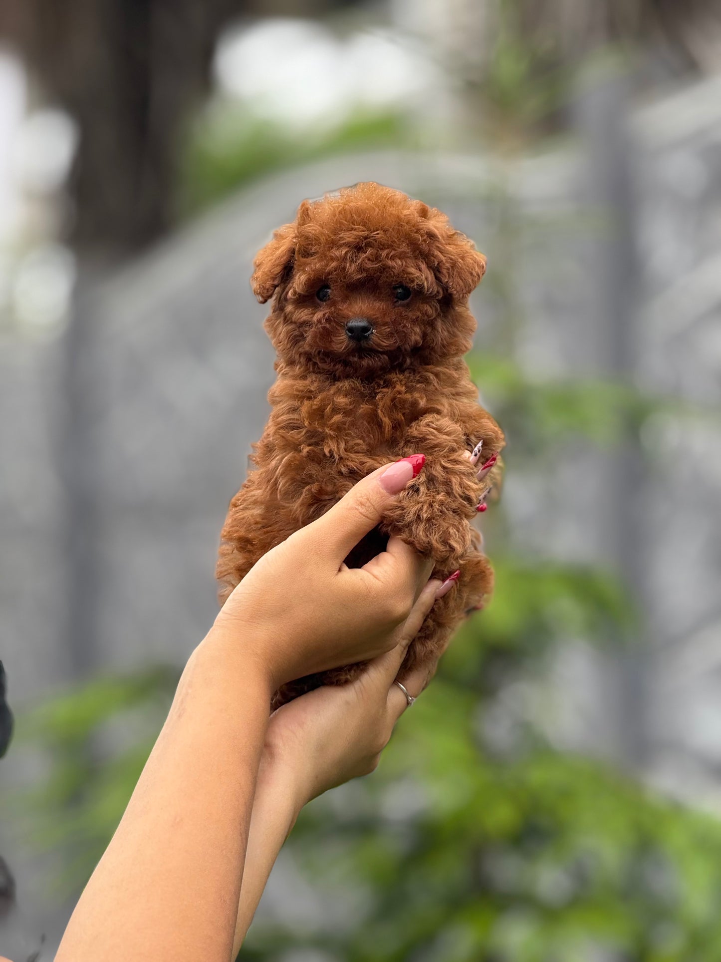 Microteacup Korea Poodle