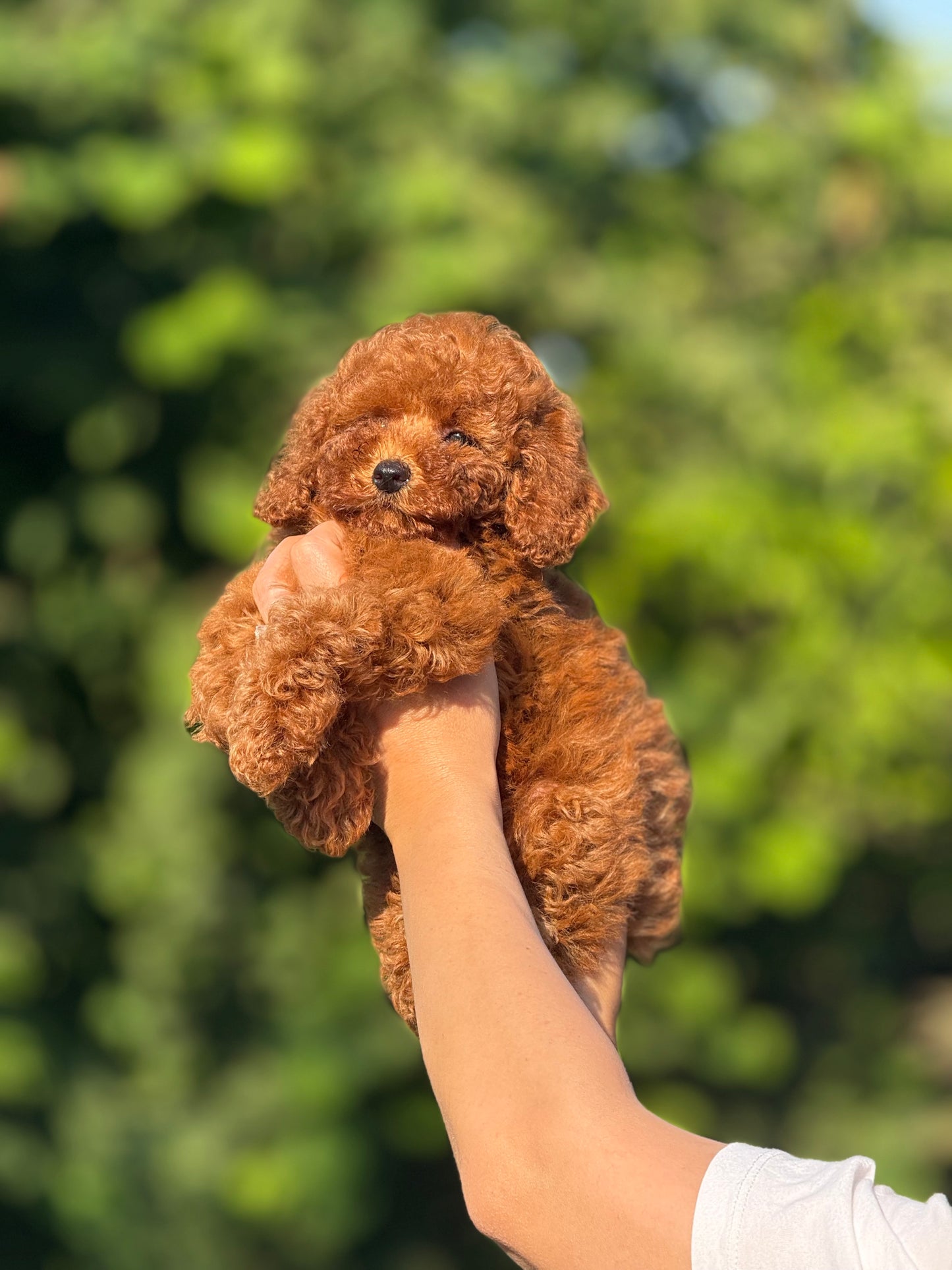 Toy poodle