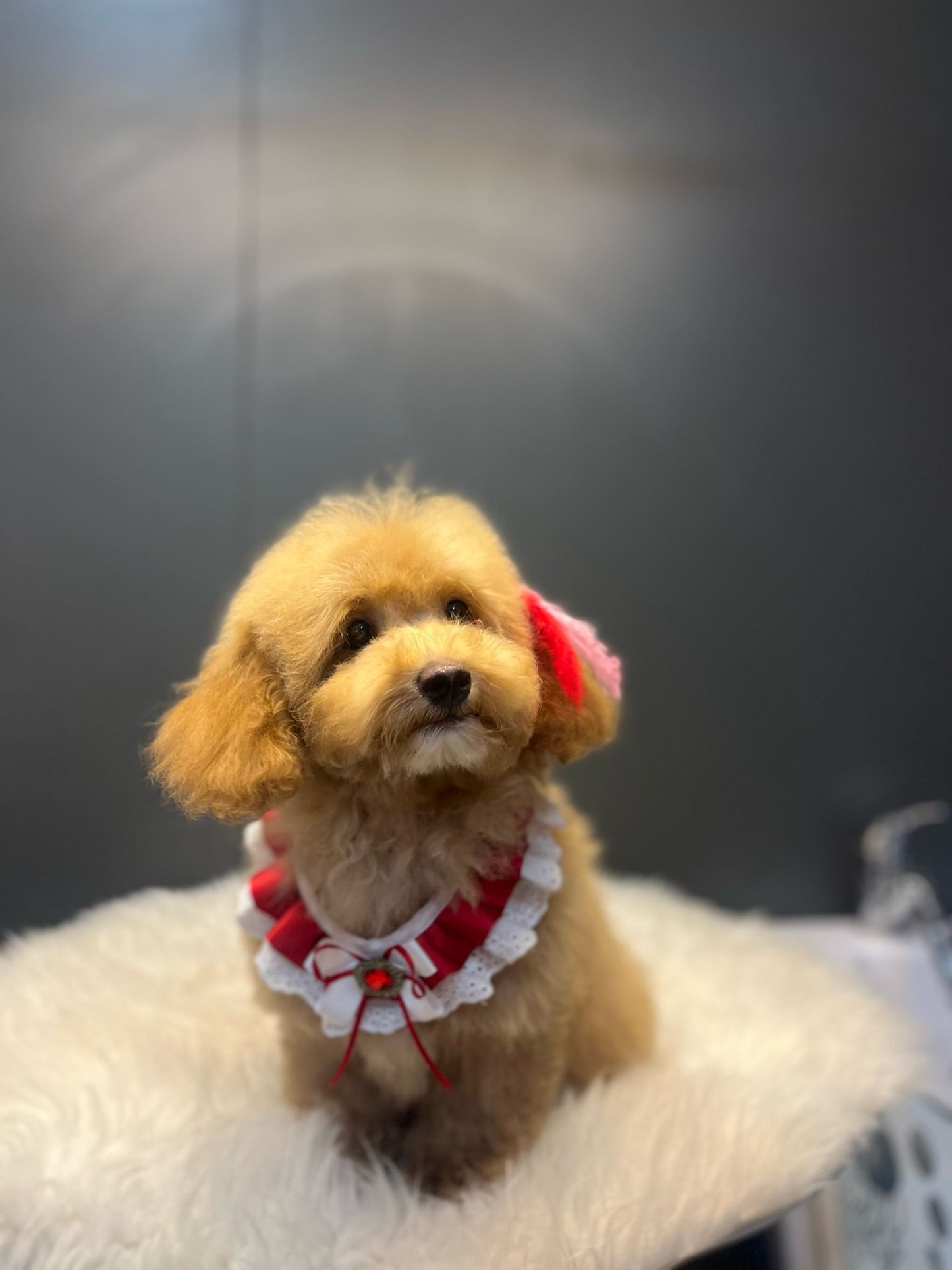 👑 4 Aylık Toypoodle Prenses – Gülen Yüzlü, Kömür Gözlü, Sevgi Dolu