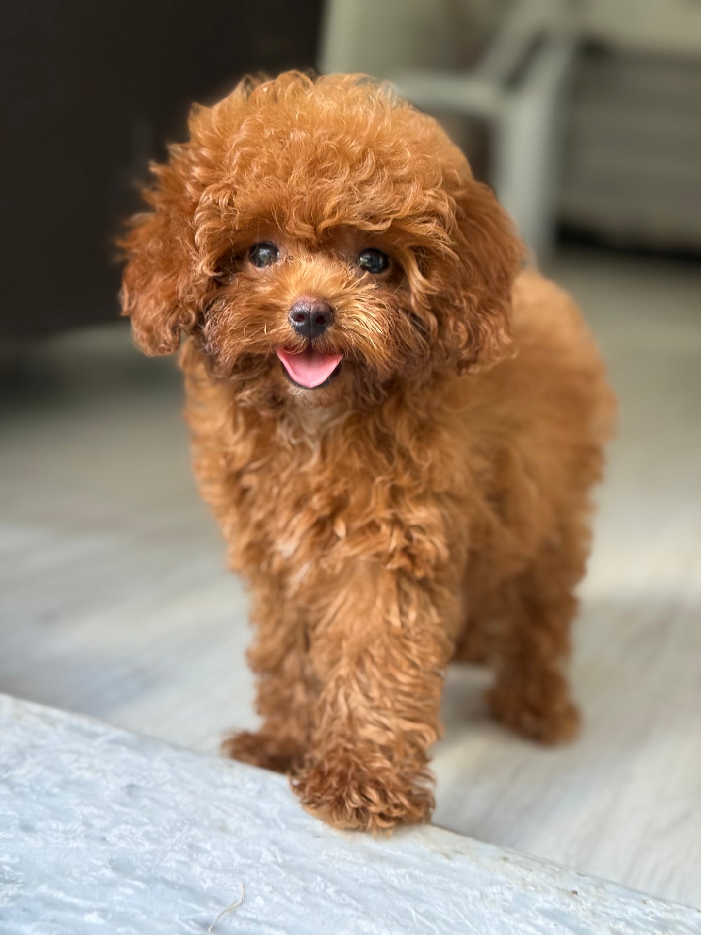 5,5 Aylık Microteacup Korea Poodle – Gerçek Bir Canlı Biblo!
