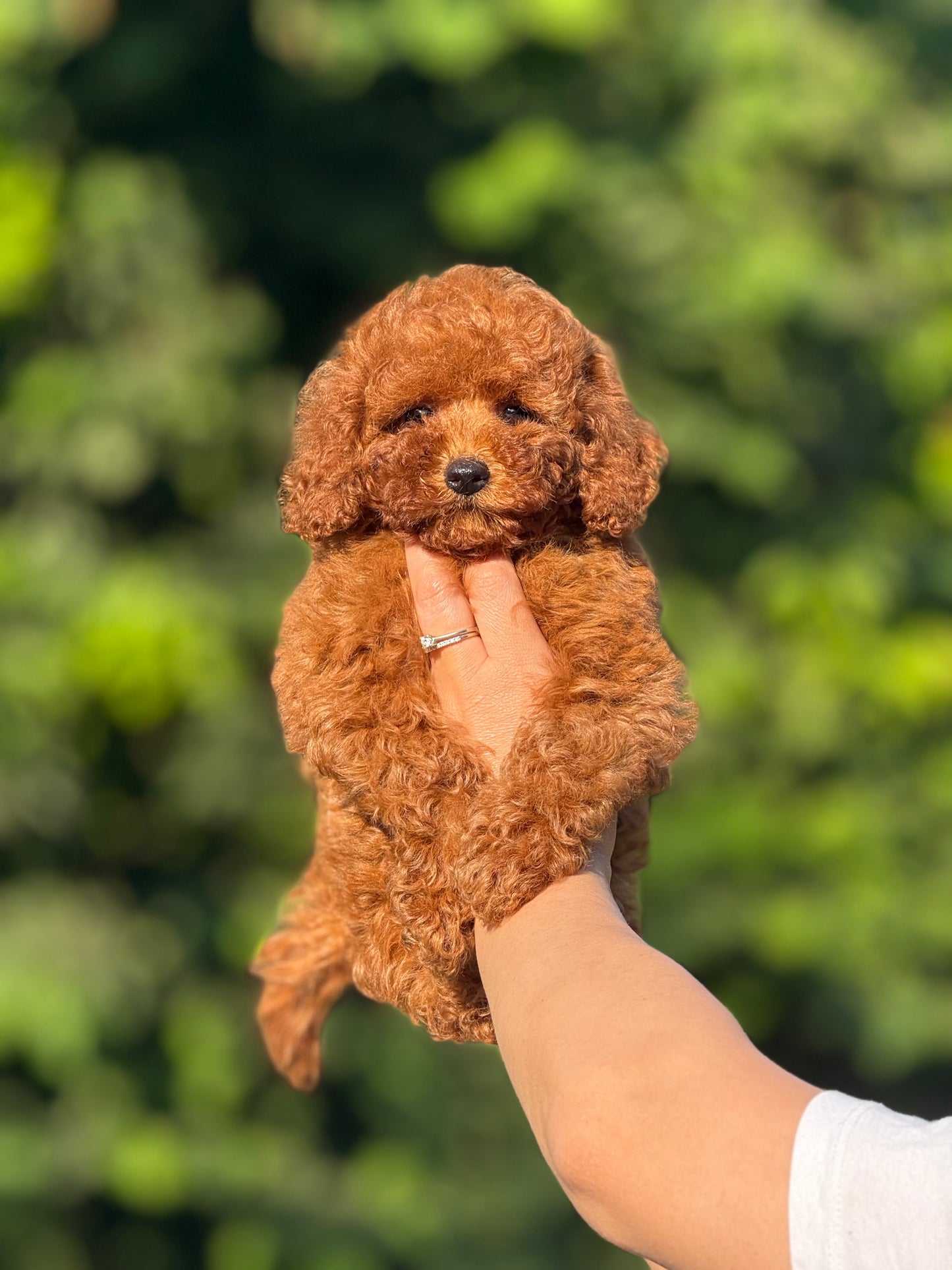 Toy poodle