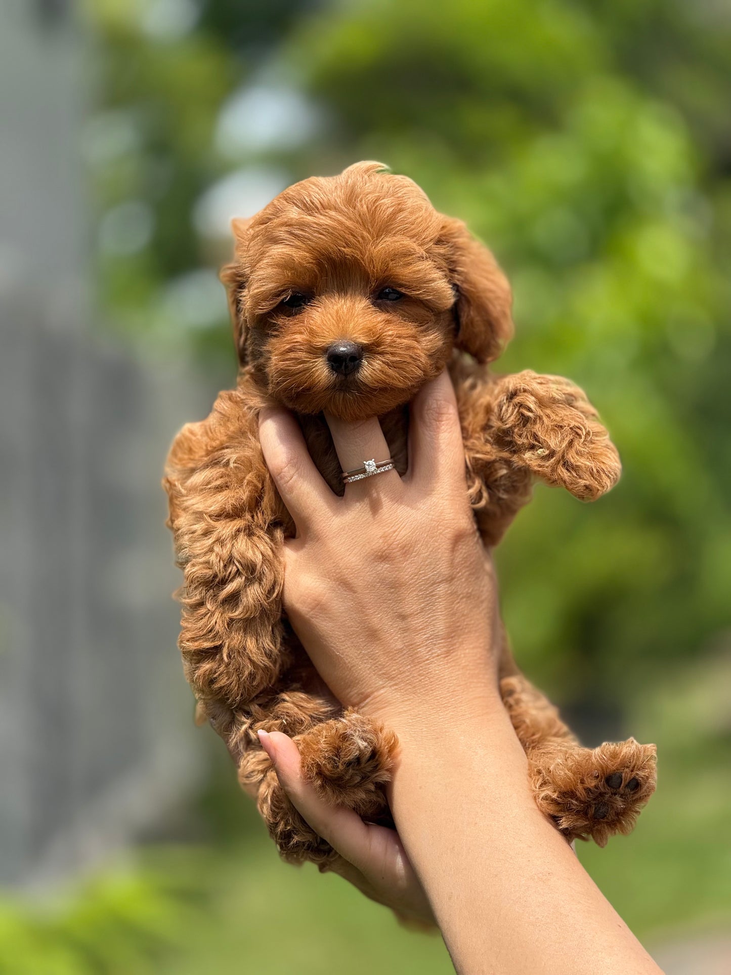 Teacup Maltipoo f2