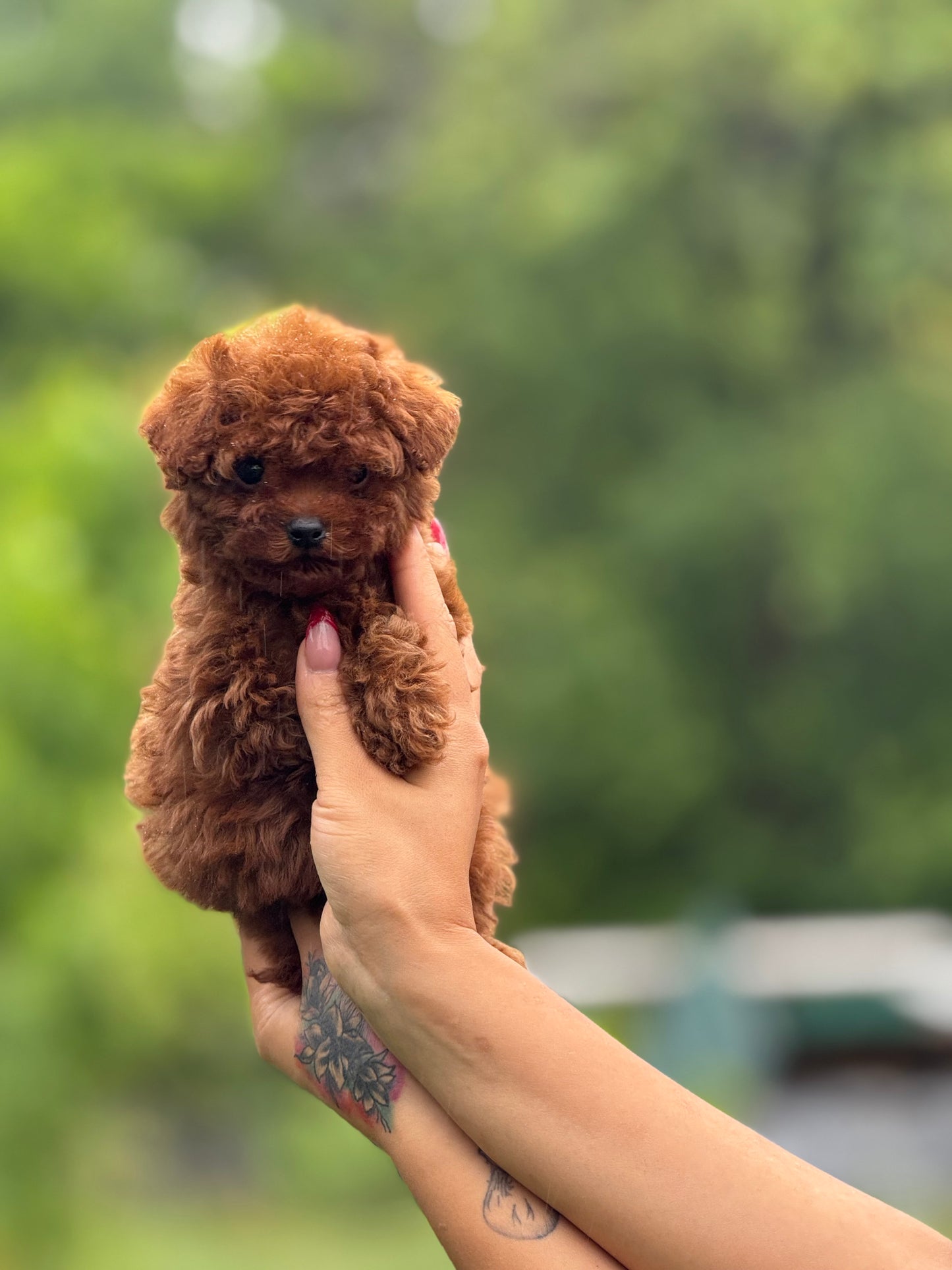 Microteacup Korea Poodle