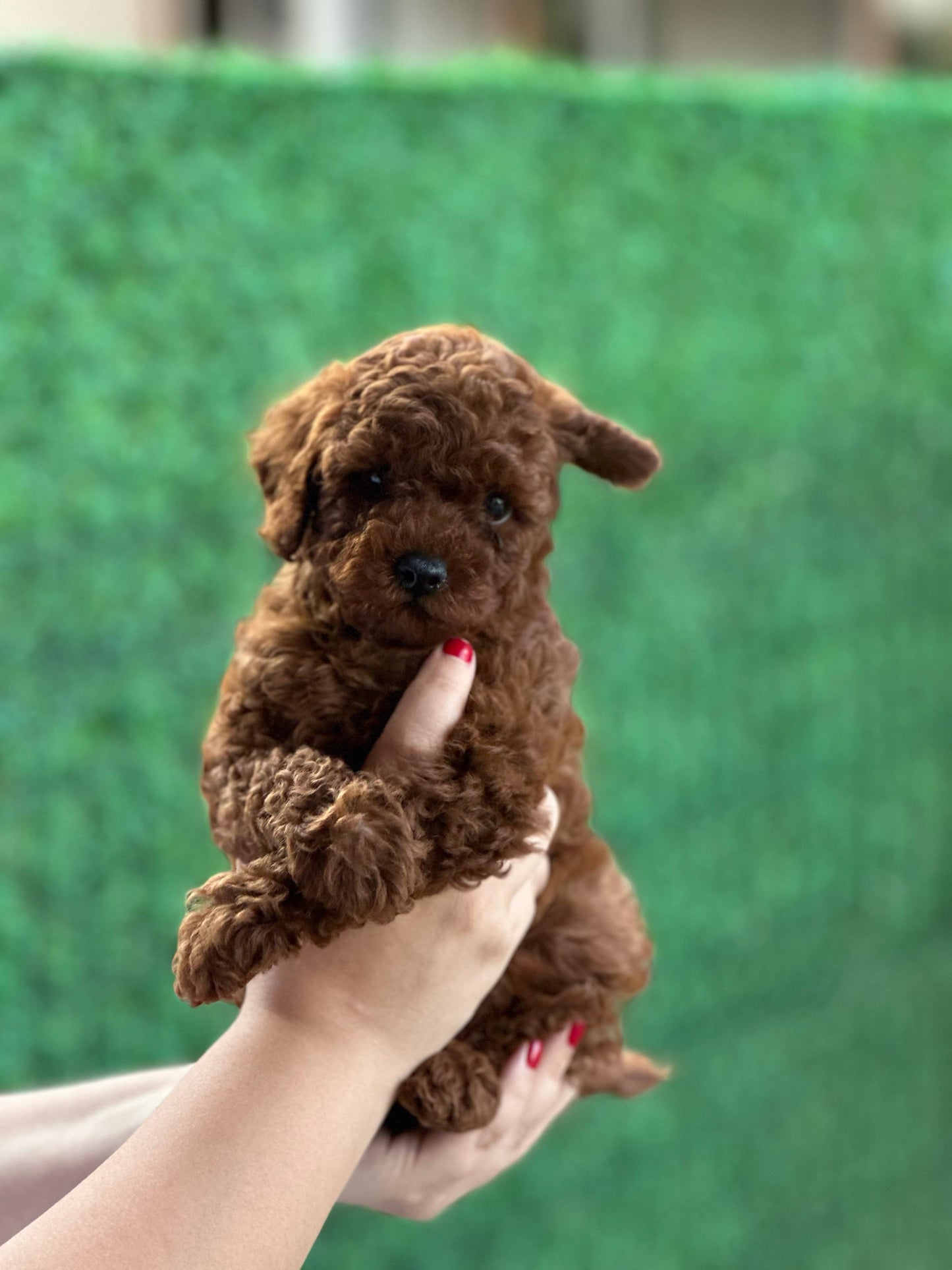 Teacup toypoodle