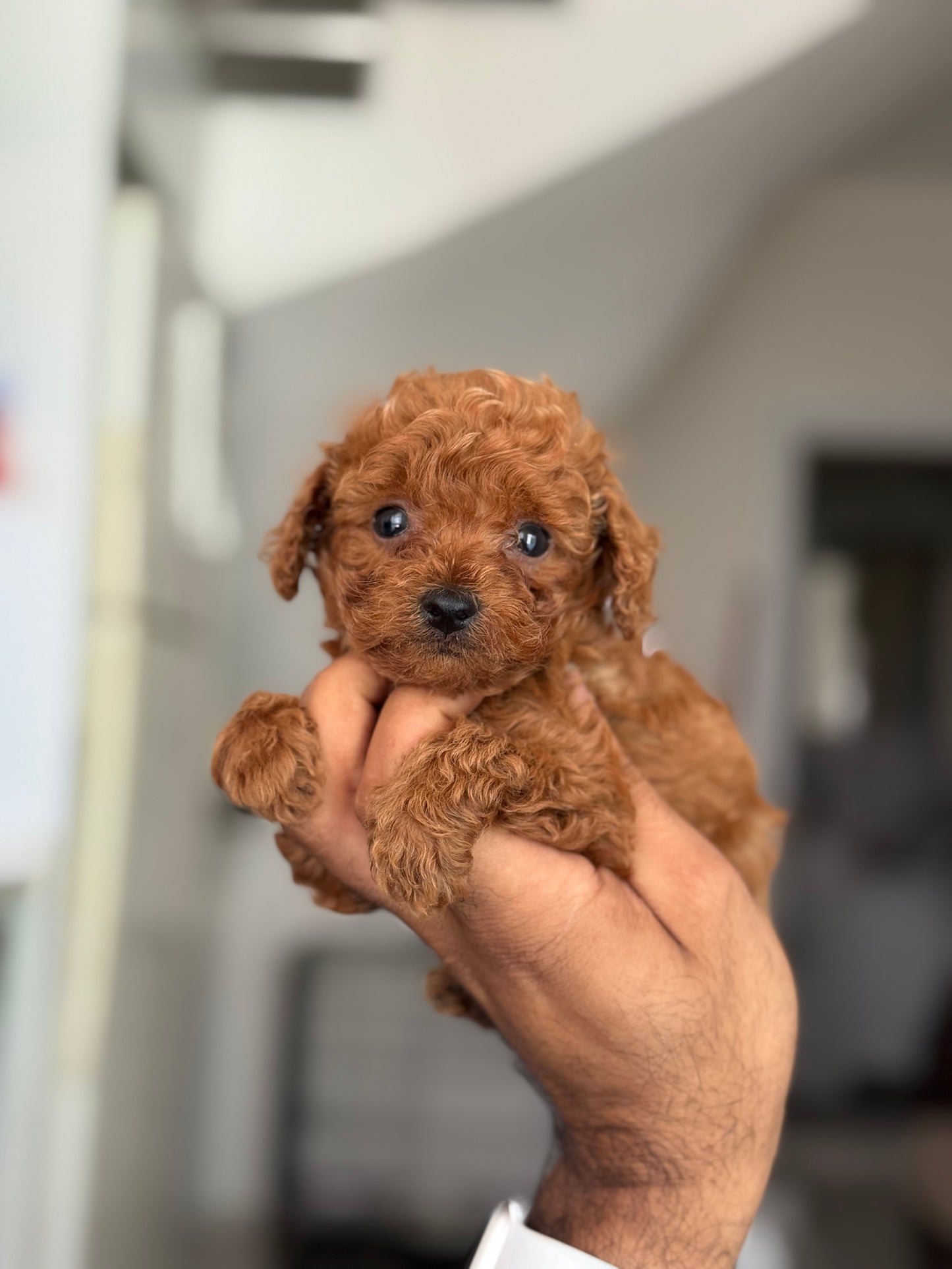 🍼 2 Aylık Microteacup Korea – 250 Gramlık Minik Mucize