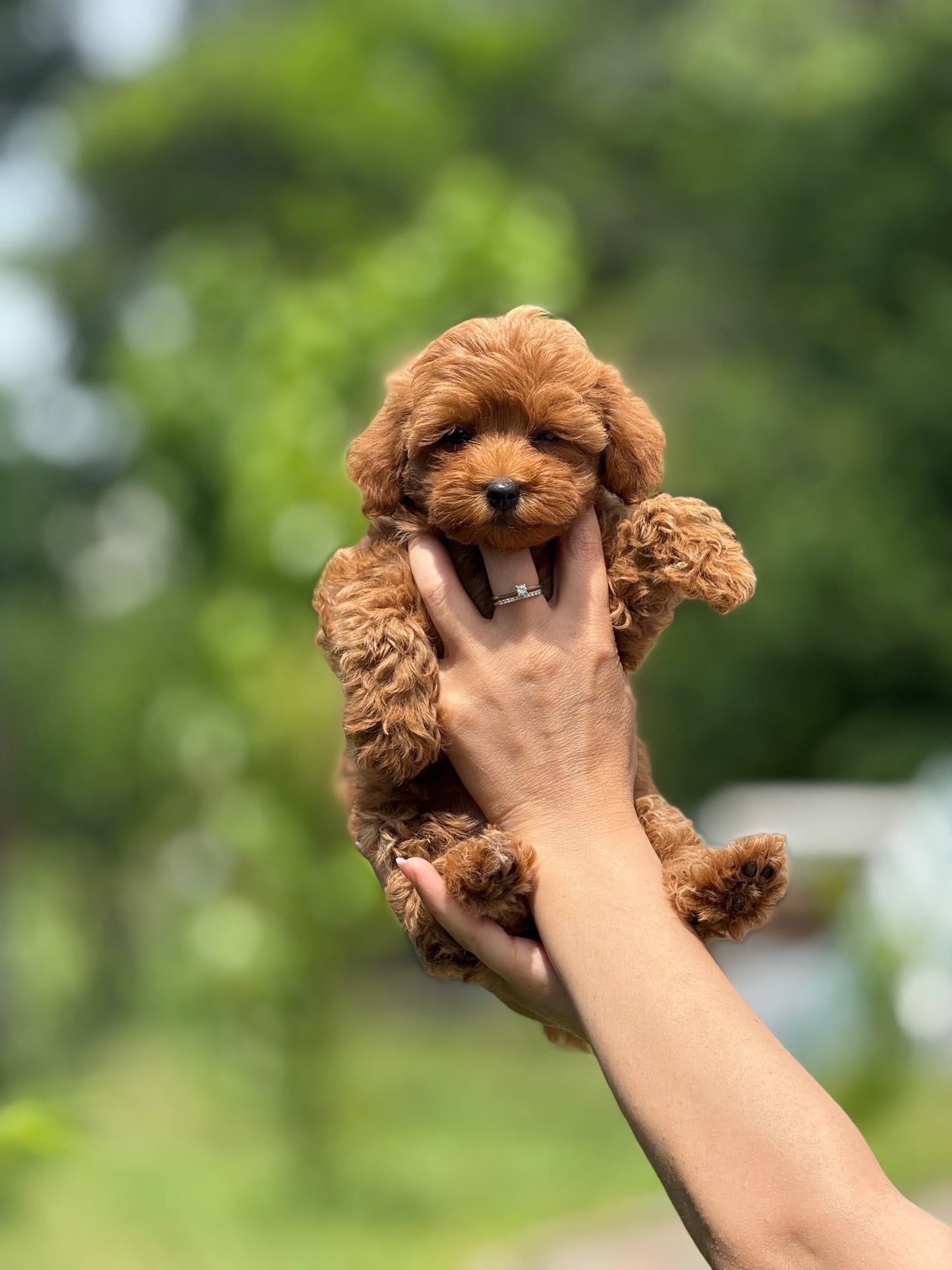 Teacup Maltipoo f2