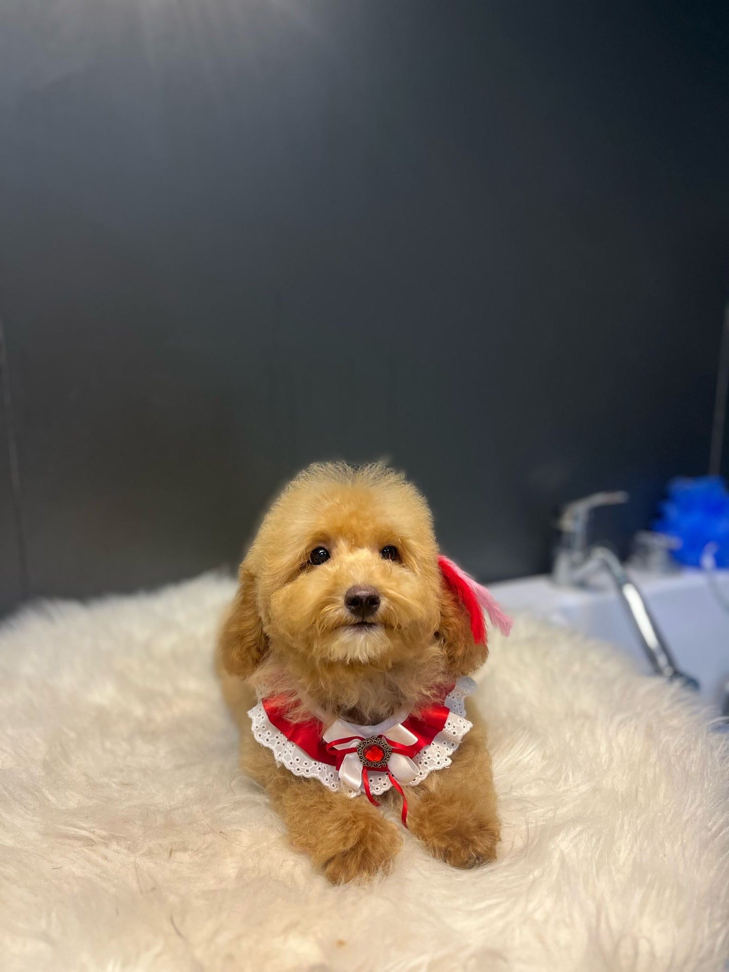 👑 4 Aylık Toypoodle Prenses – Gülen Yüzlü, Kömür Gözlü, Sevgi Dolu