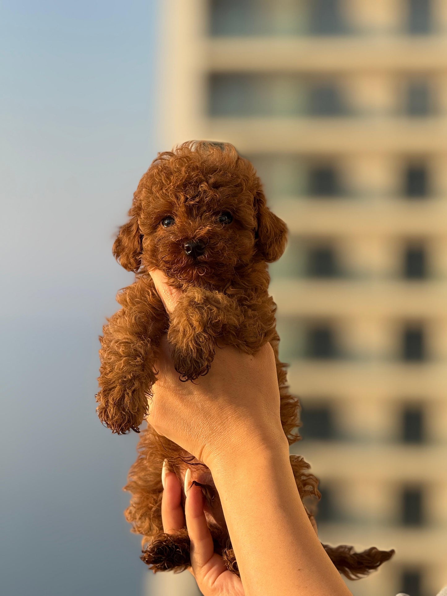toy poodle - dişi -hemen teslim