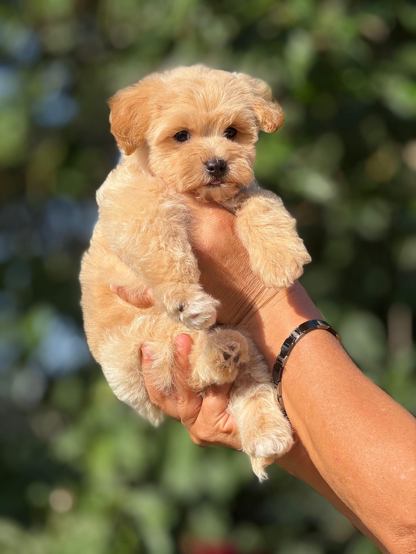 minikyavrupatiler-maltipoo