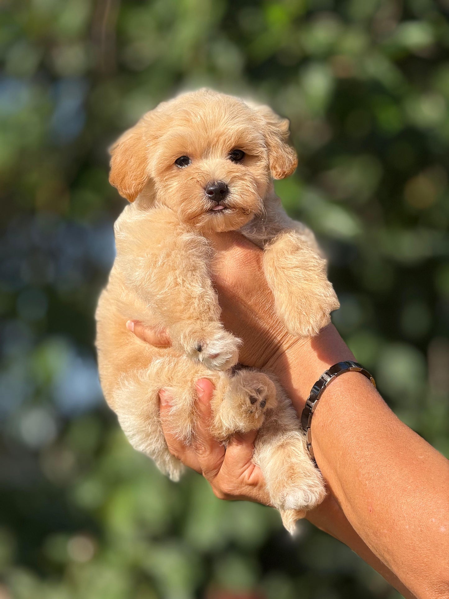 minikyavrupatiler-maltipoo