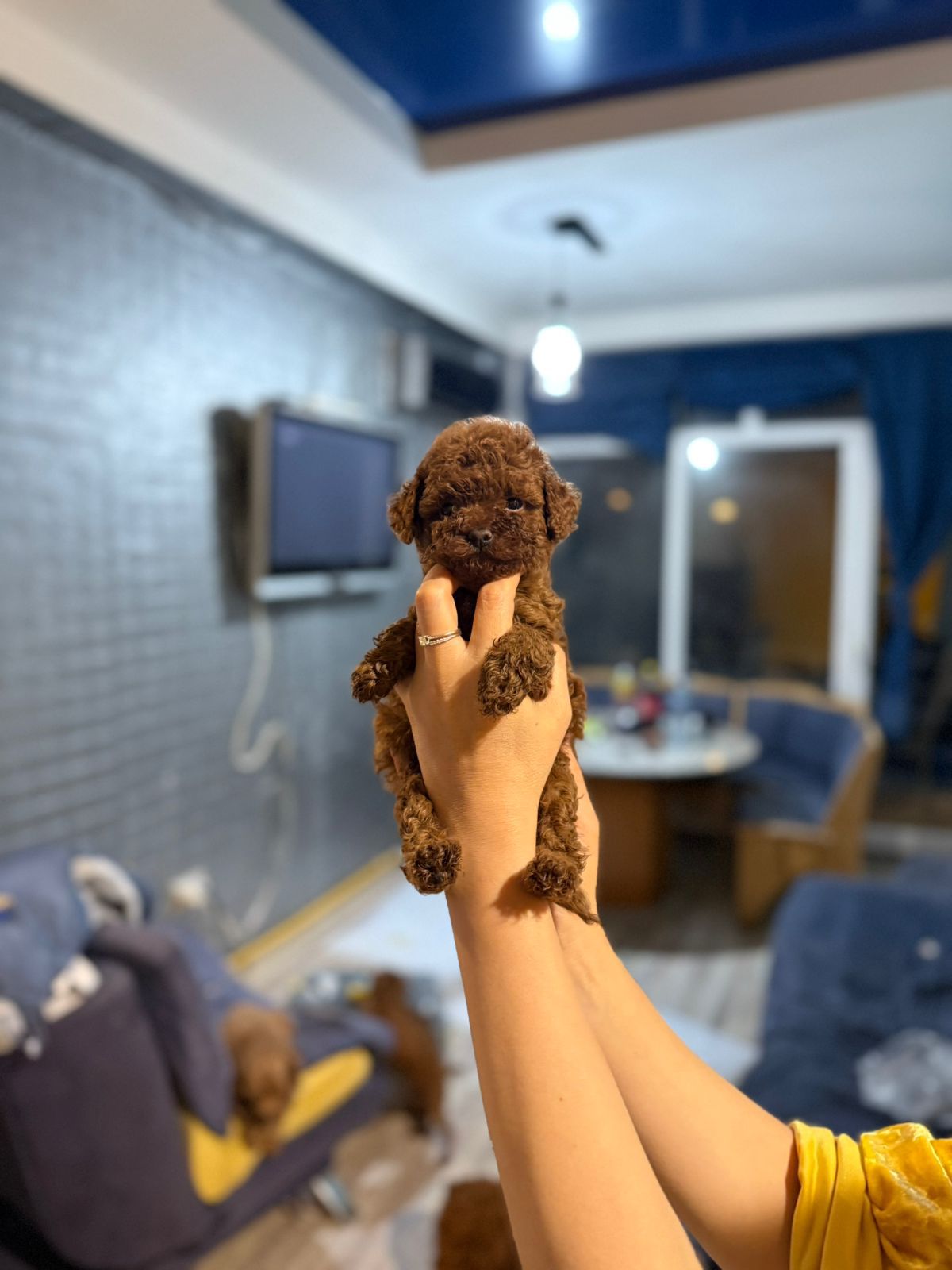 teacup toy poodle