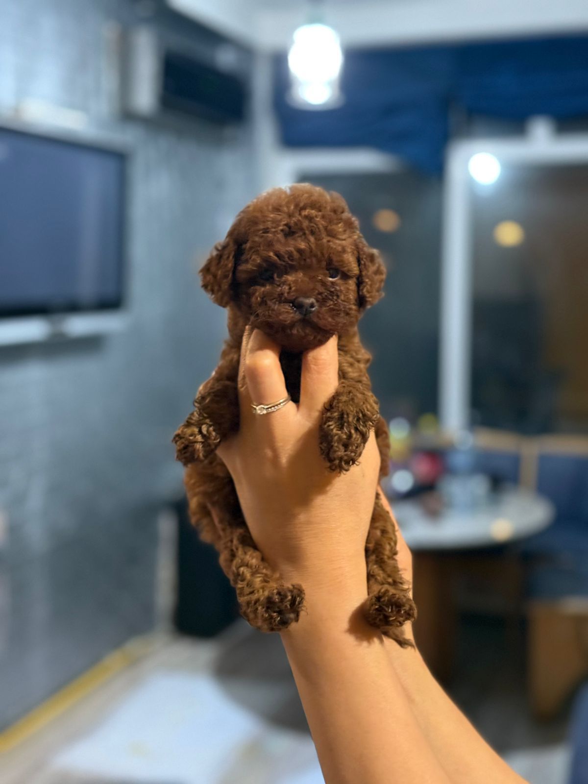teacup toy poodle
