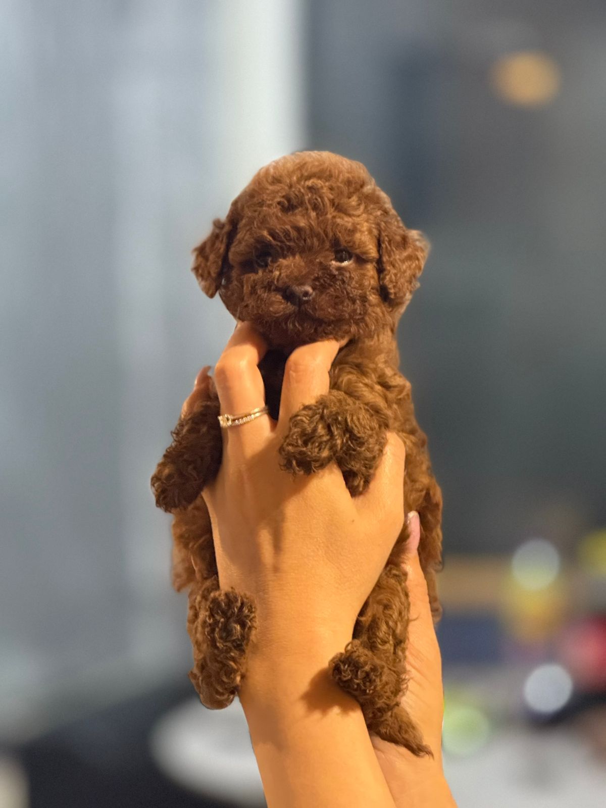 teacup toy poodle