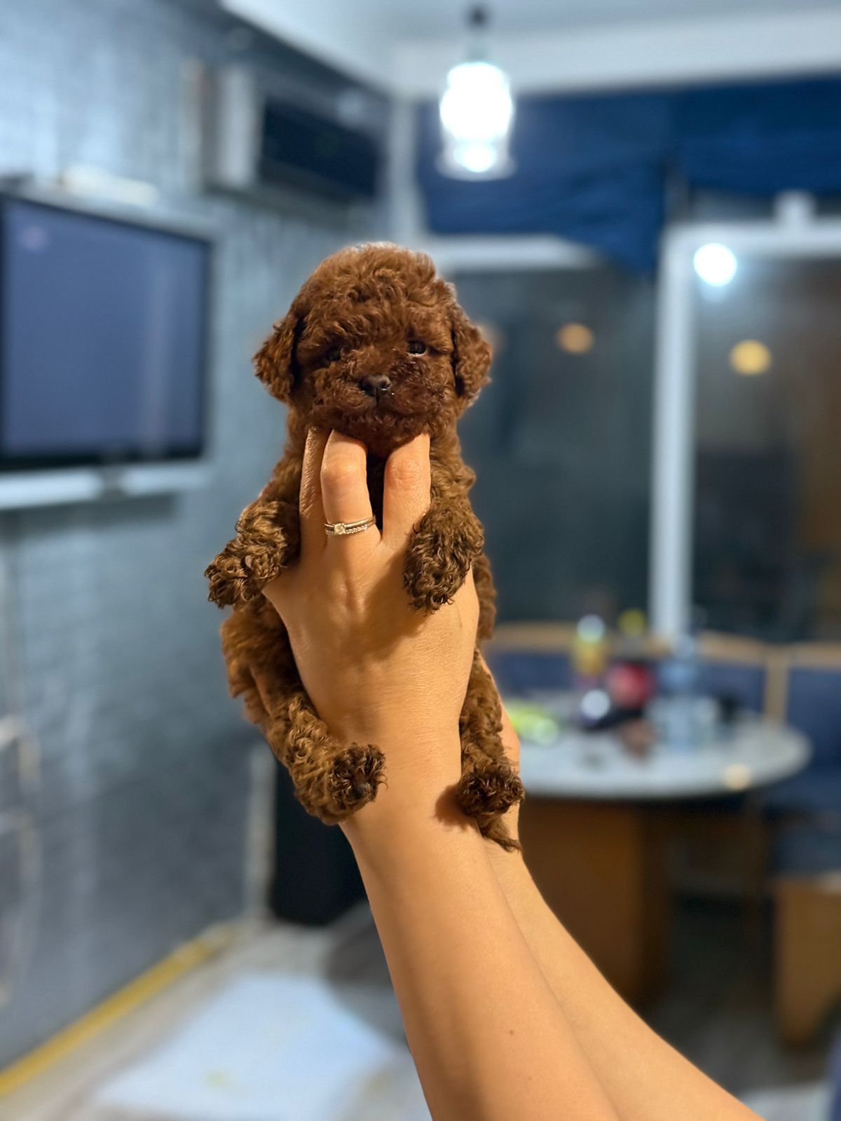teacup toy poodle