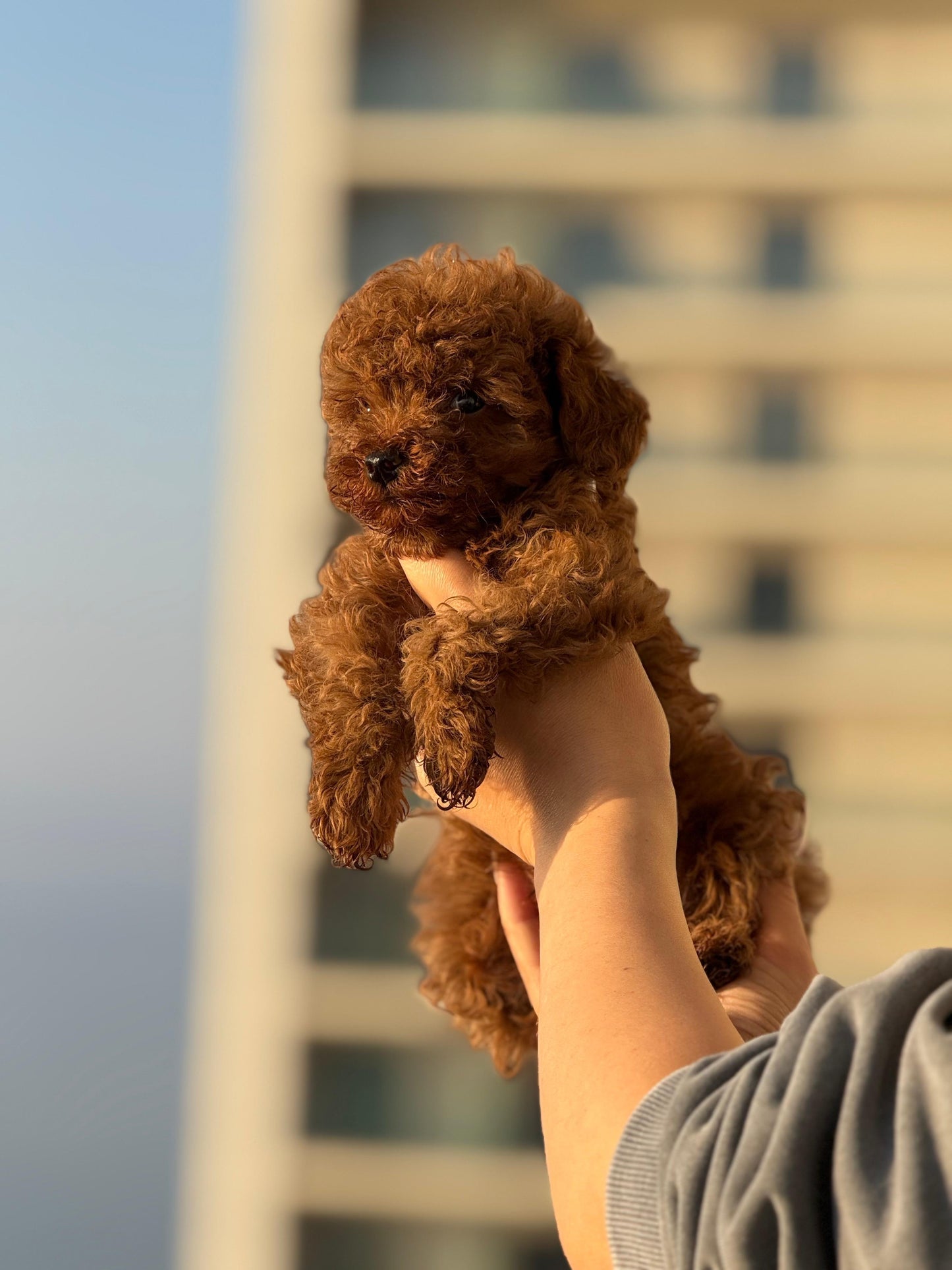 toy poodle - dişi -hemen teslim