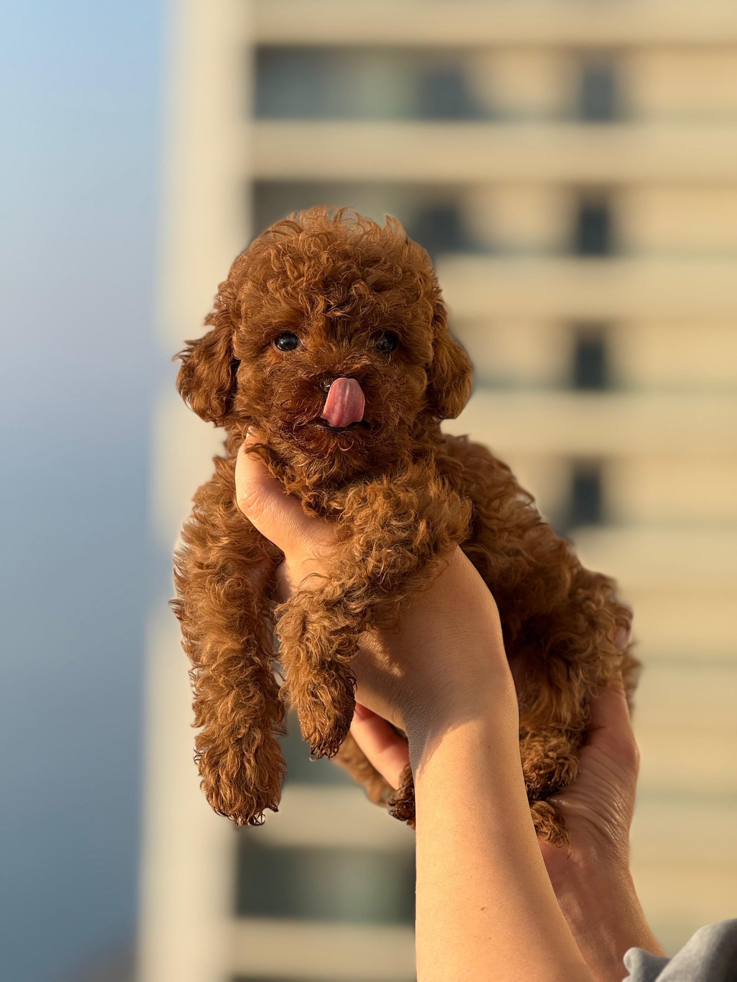 toy poodle - dişi -hemen teslim