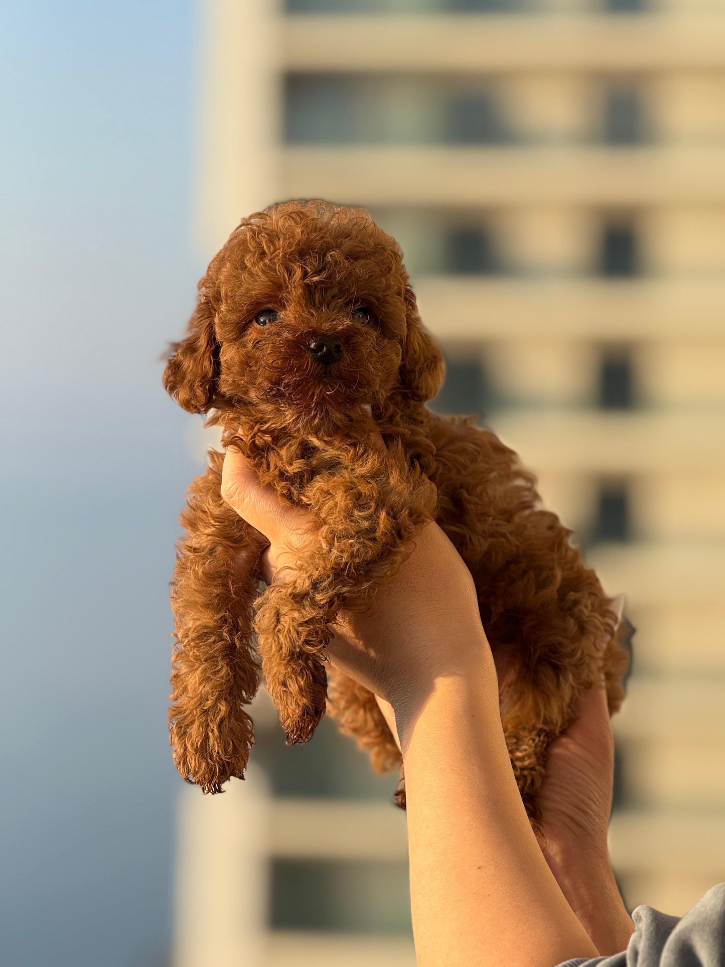 toy poodle - dişi -hemen teslim