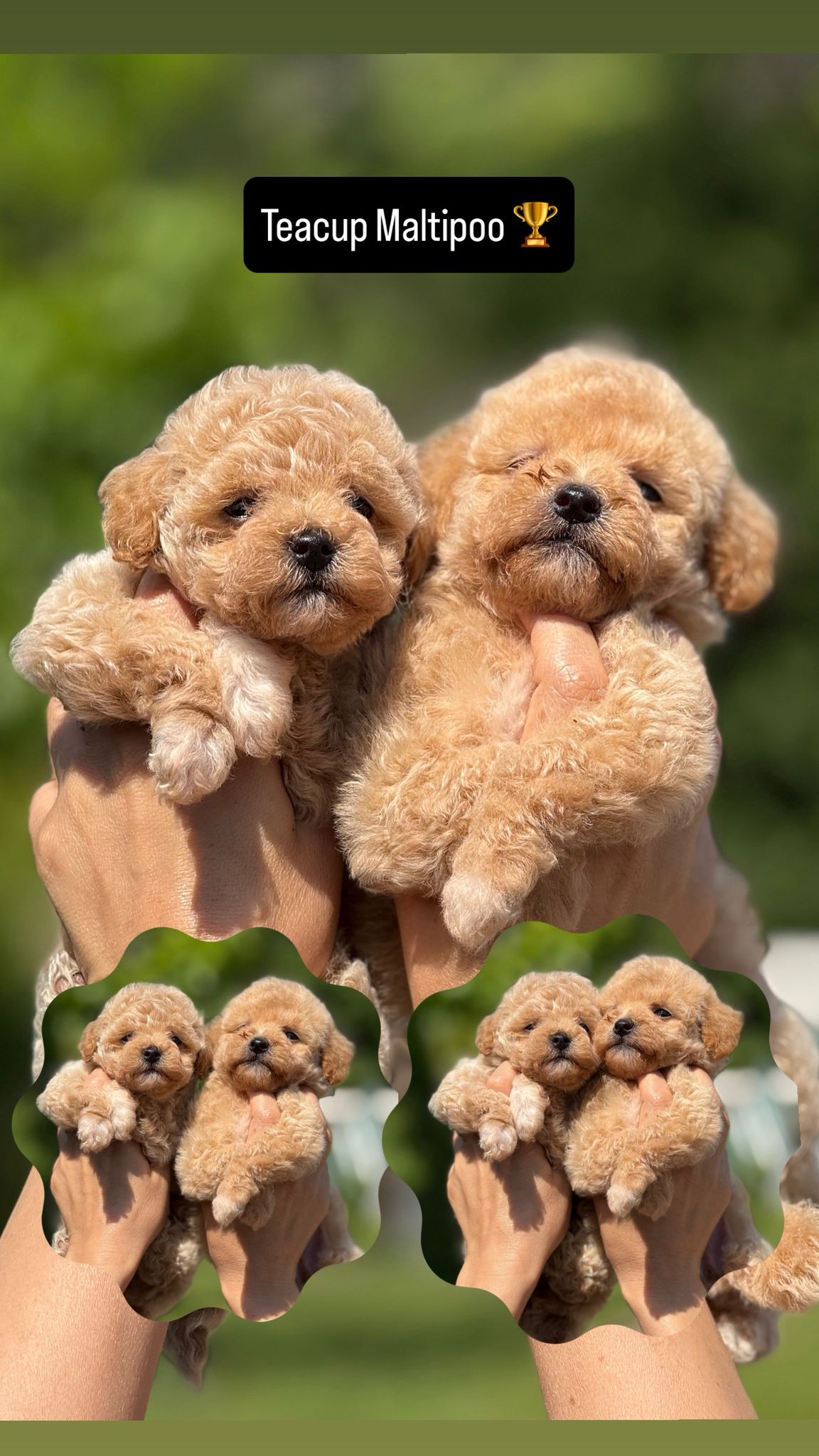 Maltipoo Yavru – Dişi – Hemen Teslim