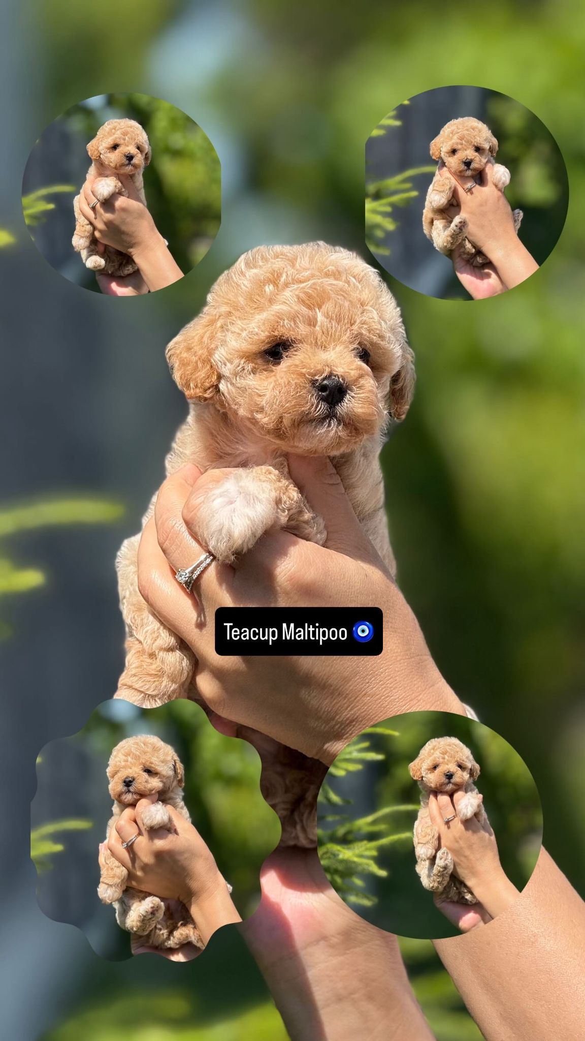 Maltipoo Yavru – Dişi – Hemen Teslim