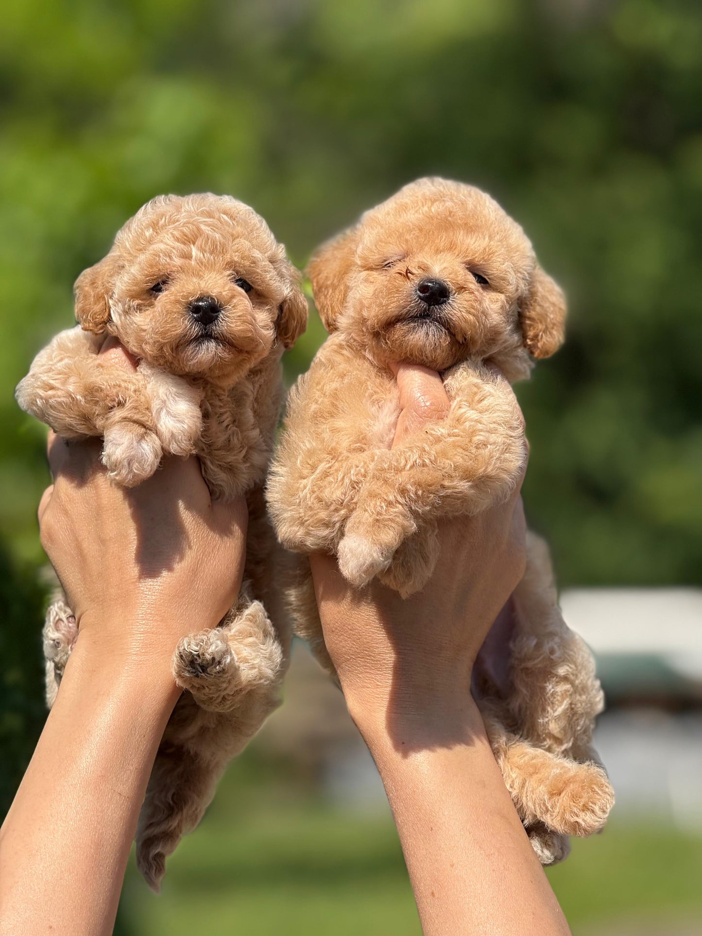 Maltipoo Yavru – Dişi – Hemen Teslim
