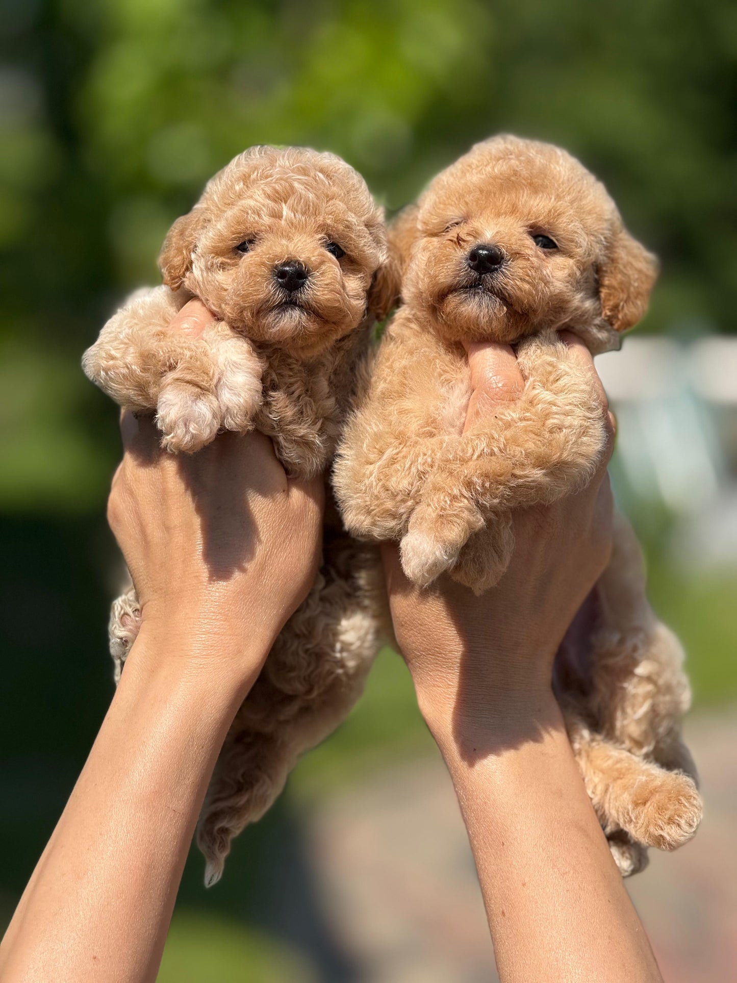 Maltipoo Yavru – Dişi – Hemen Teslim
