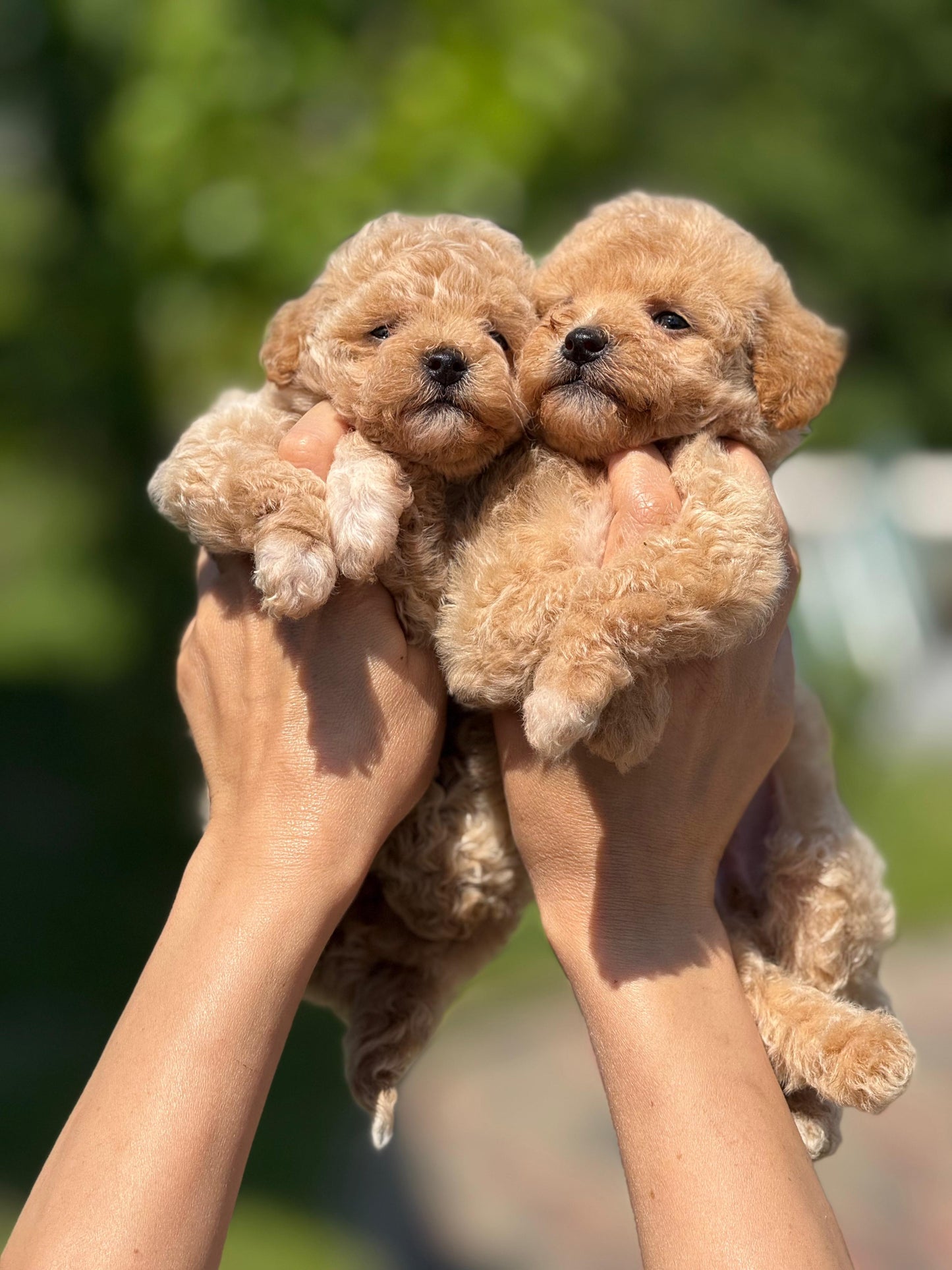 Maltipoo Yavru – Dişi – Hemen Teslim