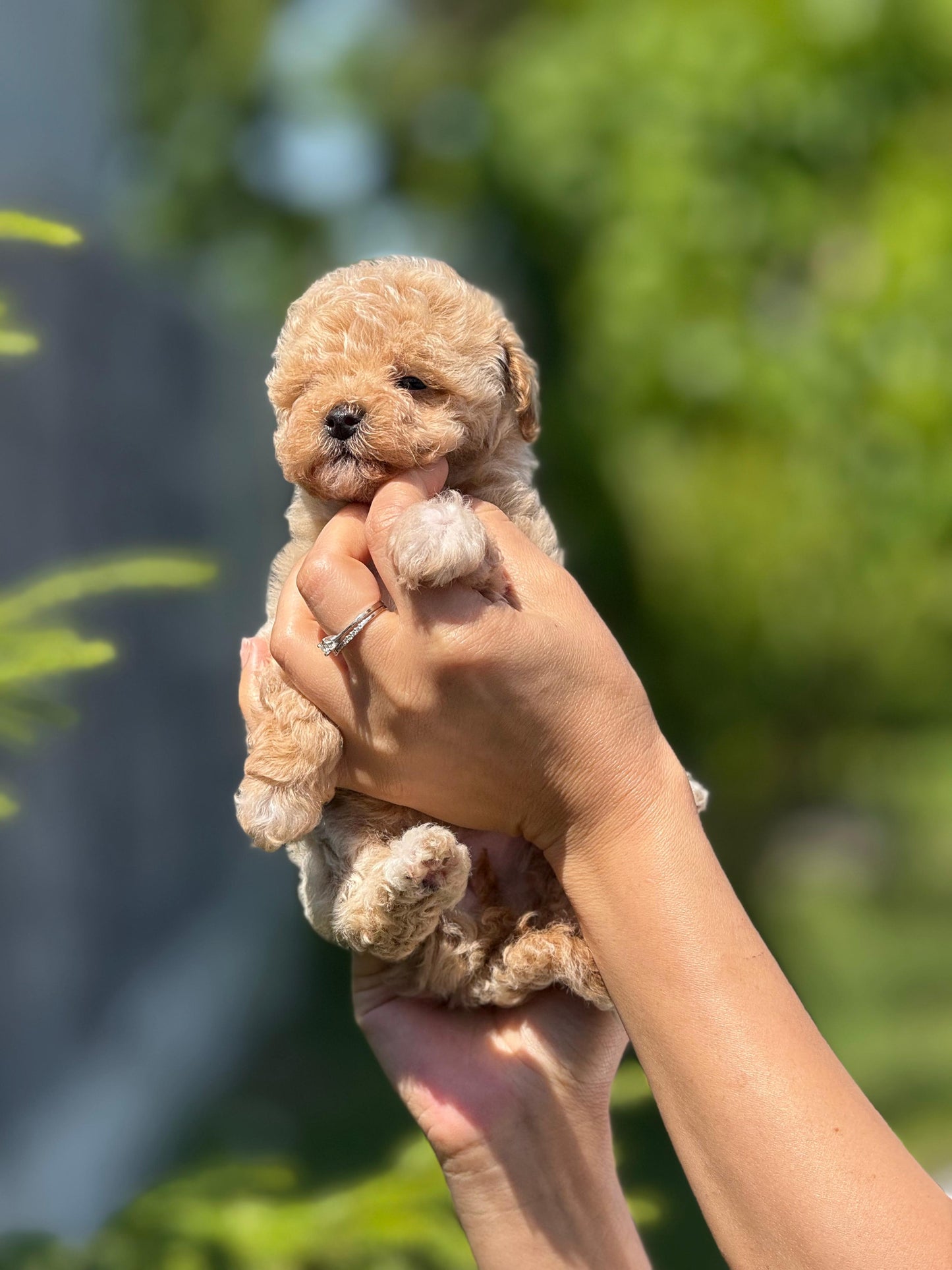 Maltipoo Yavru – Dişi – Hemen Teslim