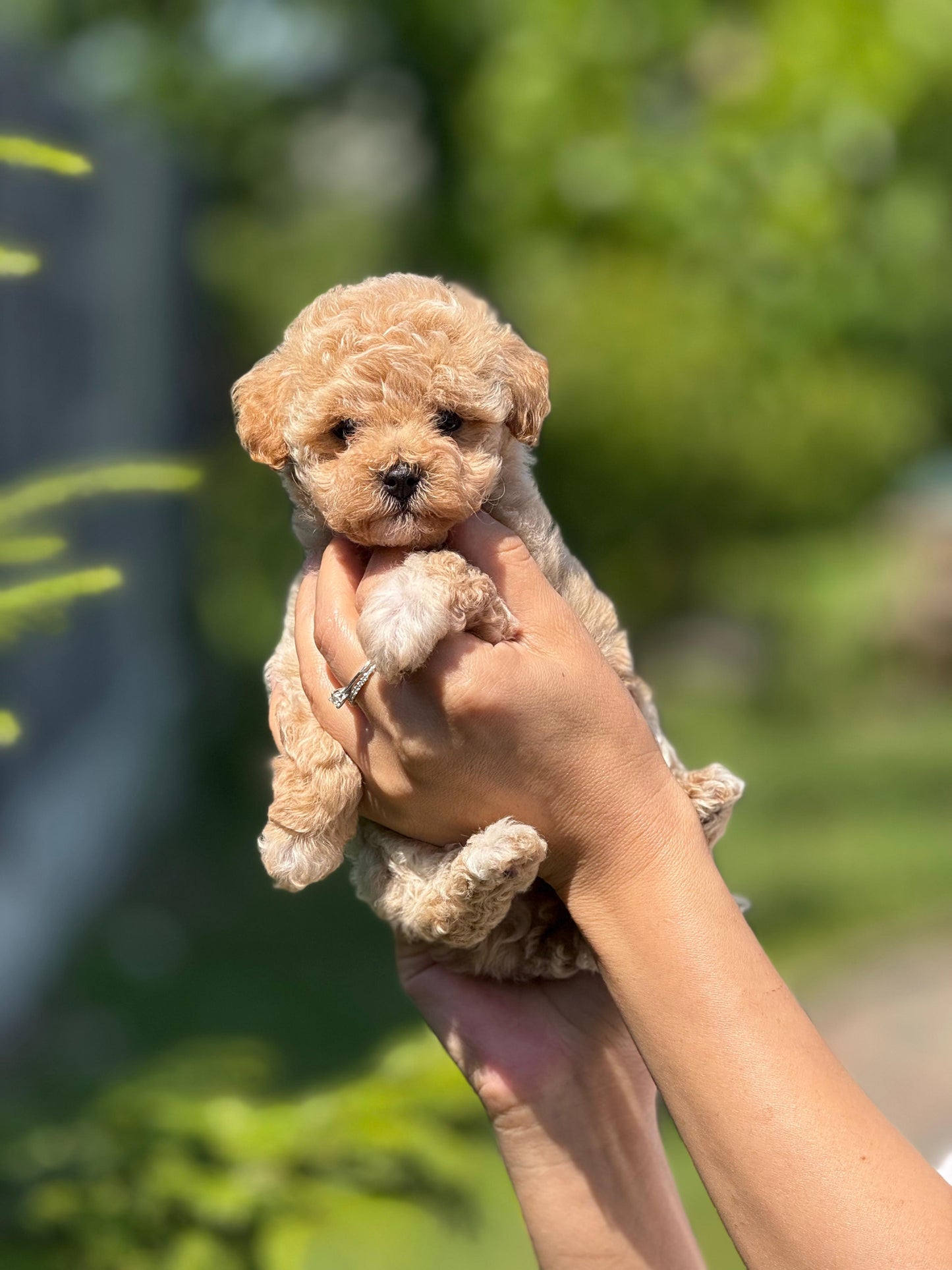 Maltipoo Yavru – Dişi – Hemen Teslim