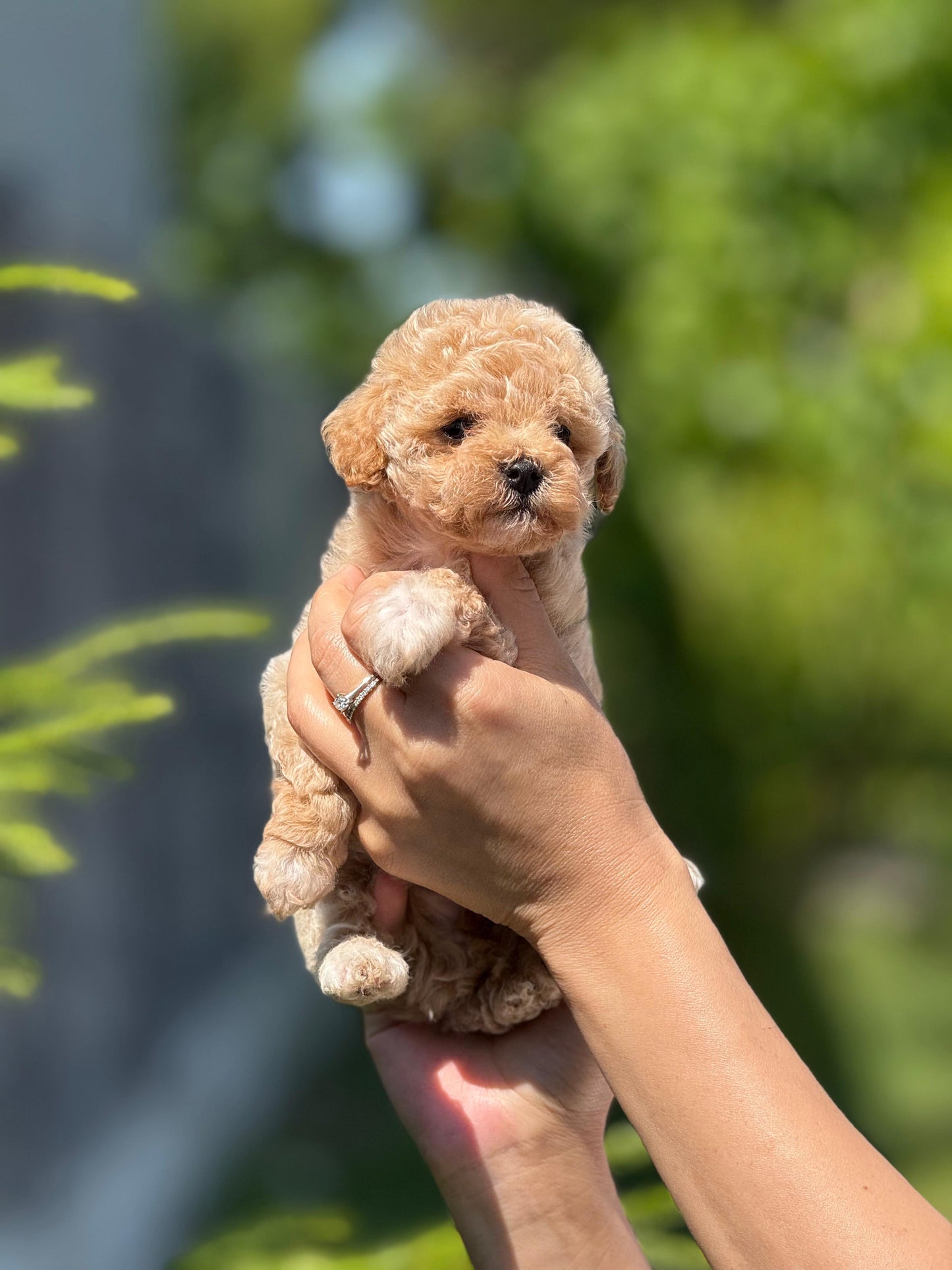 Maltipoo Yavru – Dişi – Hemen Teslim
