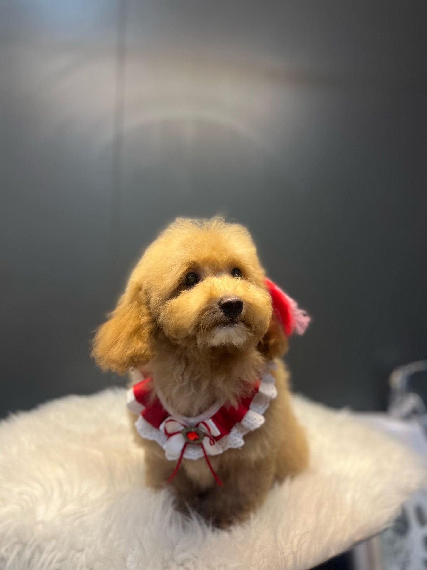 👑 4 Aylık Toypoodle Prenses – Gülen Yüzlü, Kömür Gözlü, Sevgi Dolu