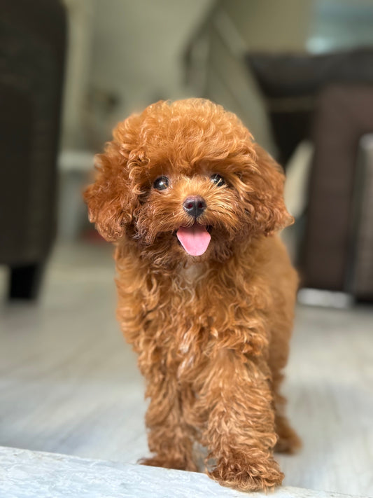 5,5 Aylık Microteacup Korea Poodle – Gerçek Bir Canlı Biblo!