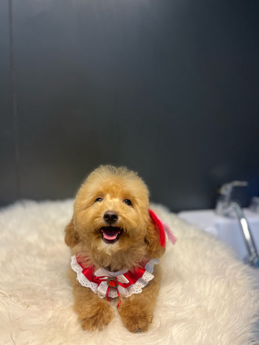 👑 4 Aylık Toypoodle Prenses – Gülen Yüzlü, Kömür Gözlü, Sevgi Dolu
