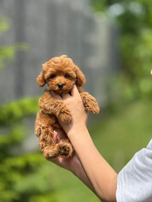 Teacup Maltipoo f2
