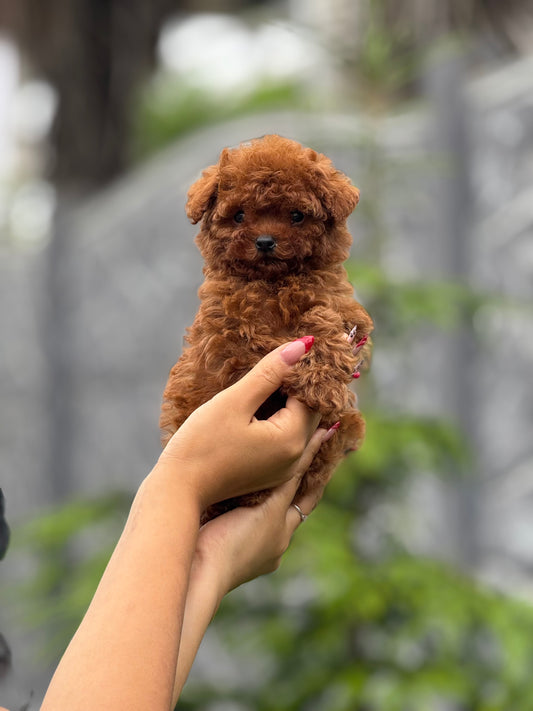 Microteacup Korea Poodle