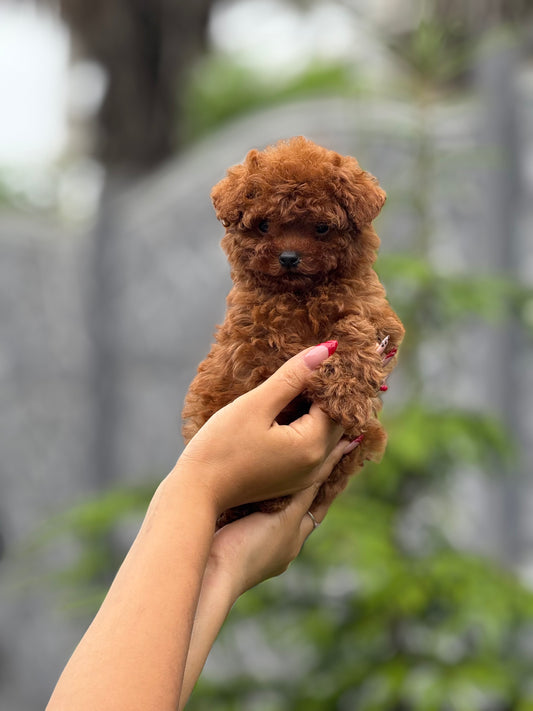 Microteacup Korea Poodle
