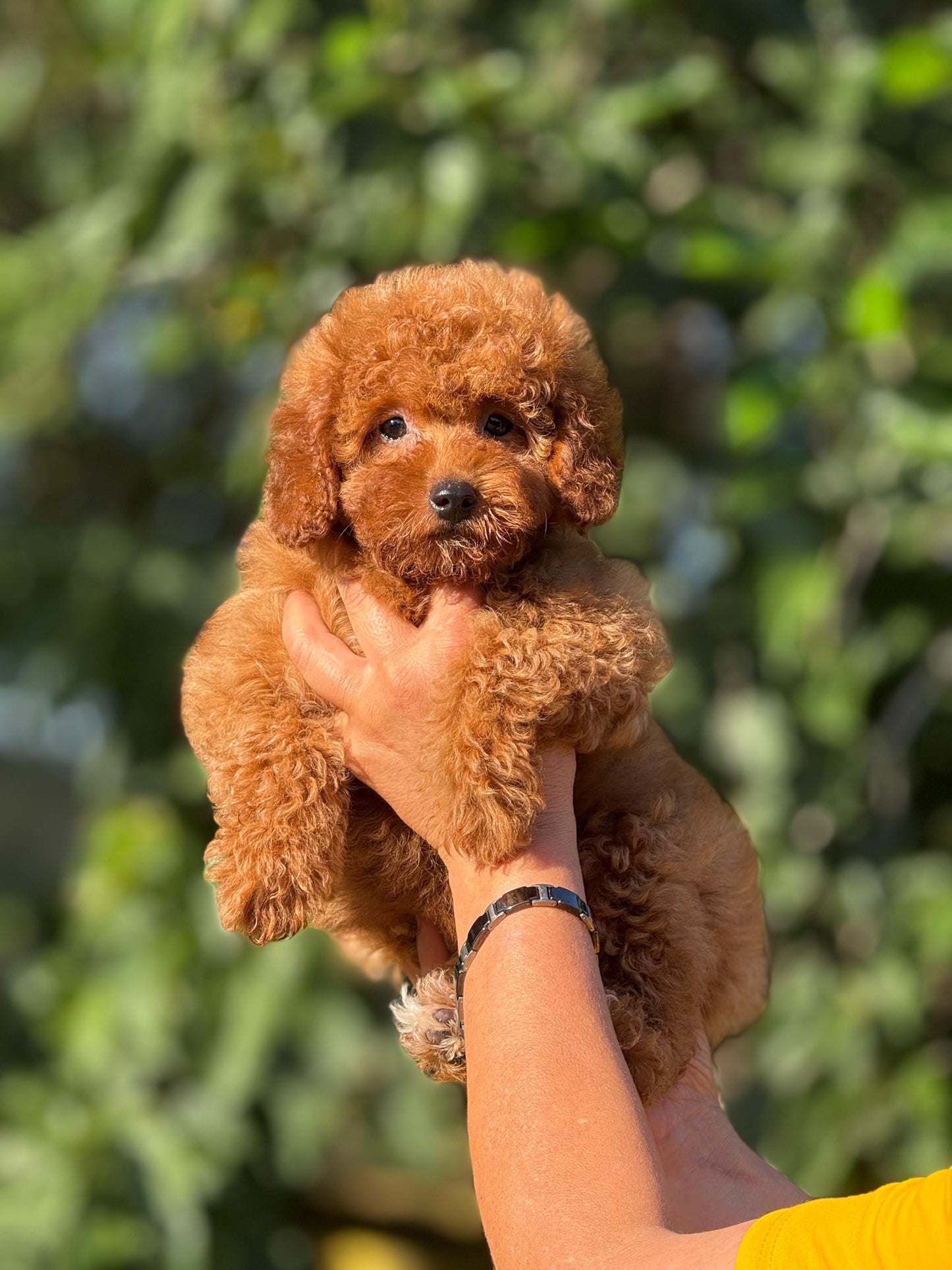 toypoodle- koreakan
