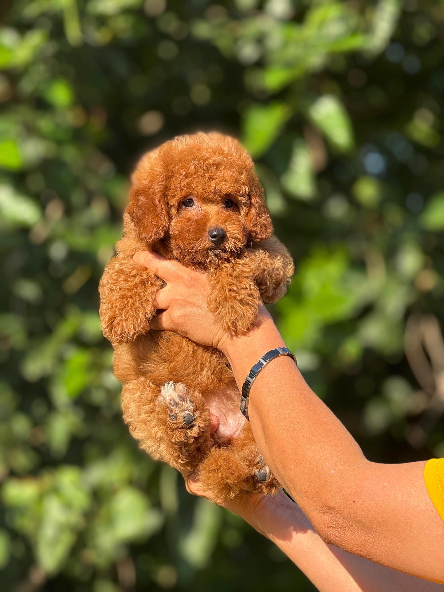 toypoodle- koreakan
