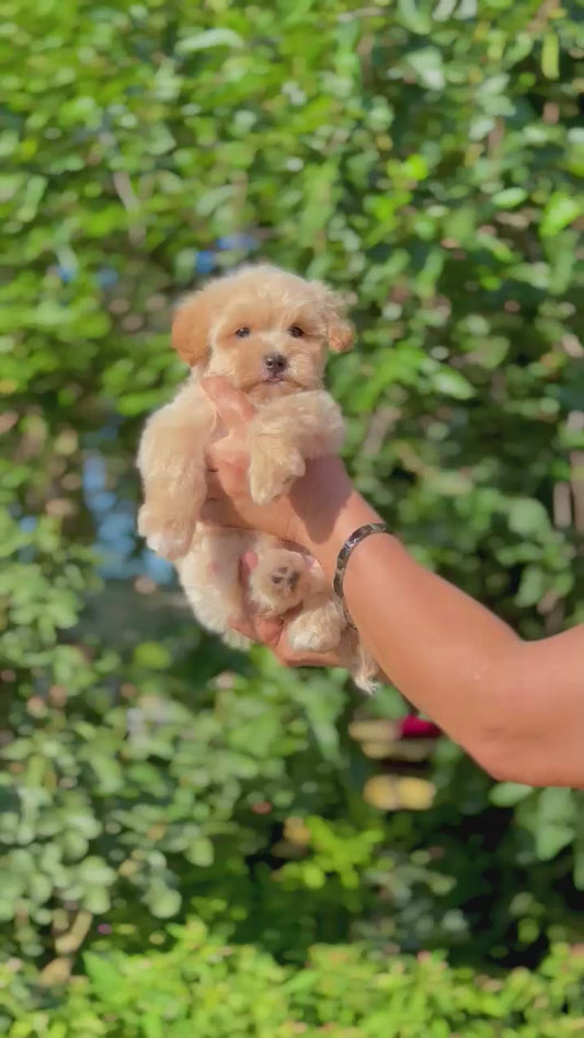 minikyavrupatiler-maltipoo