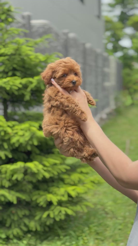 Teacup Maltipoo f2