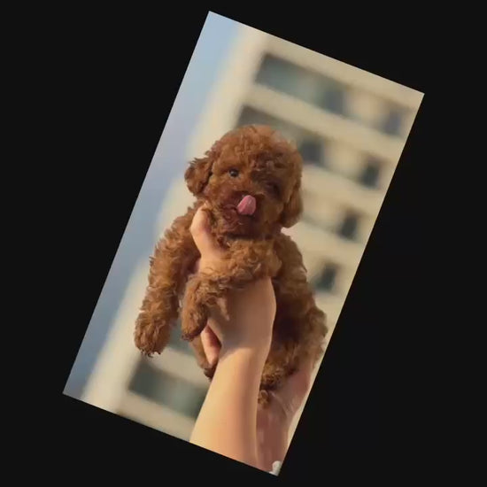 toypoodle 