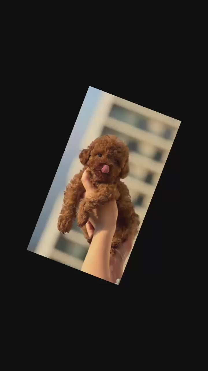 toypoodle 
